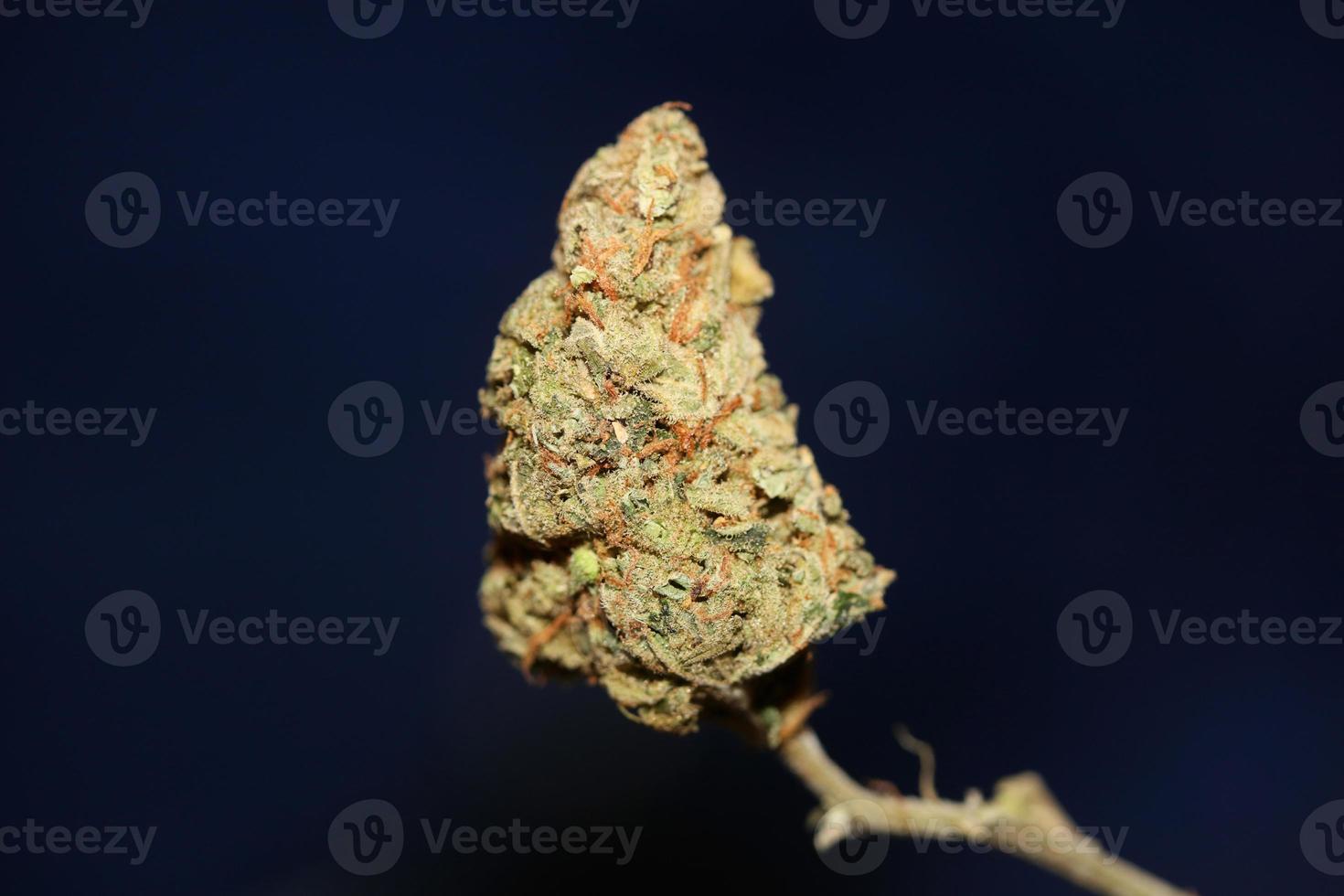 Weed bud close up botanical modern background high quality big size