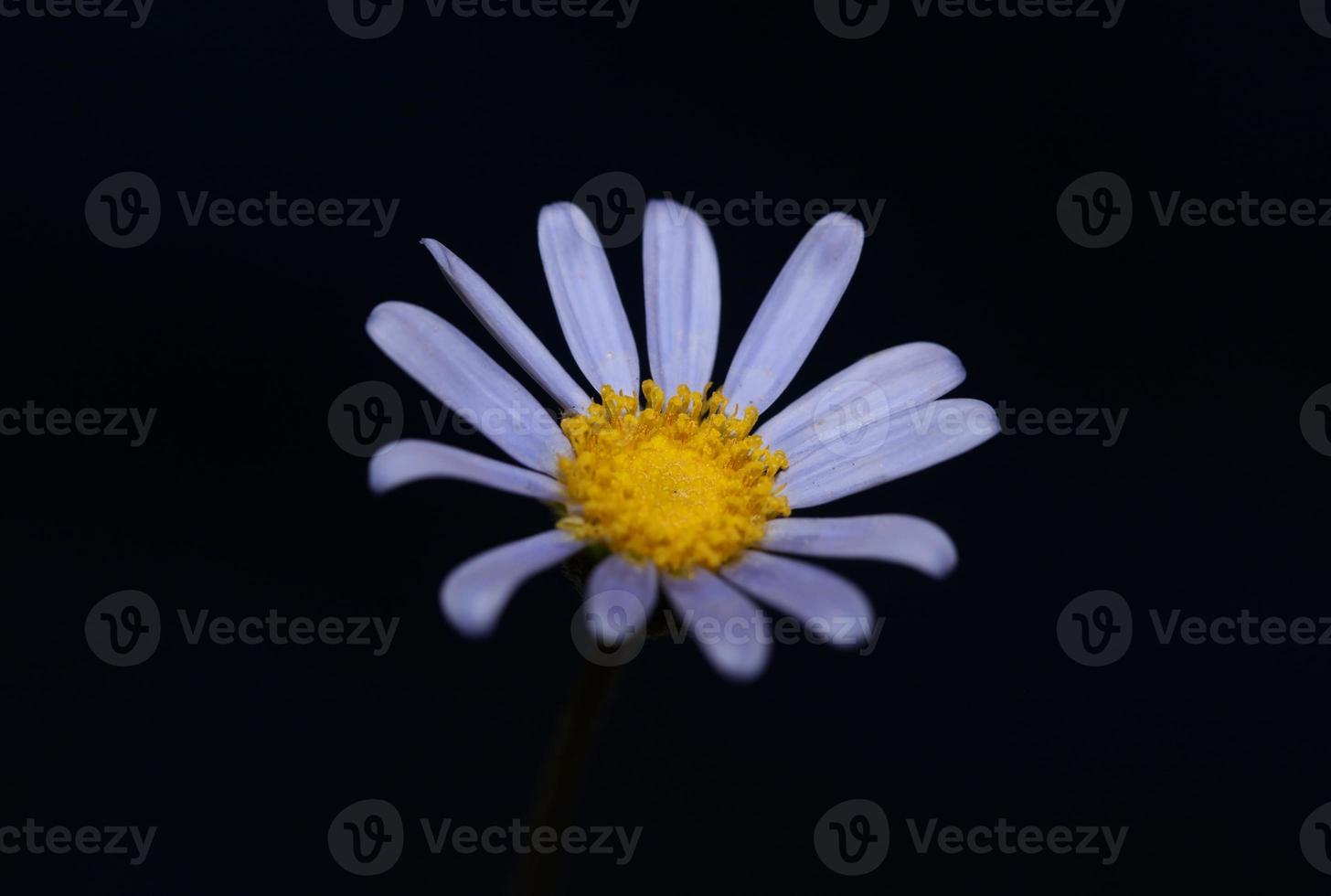 flor azul primer plano flor felicia amelloides familia compositae fondo botánico moderno impresiones de gran tamaño de alta calidad decoración del hogar foto