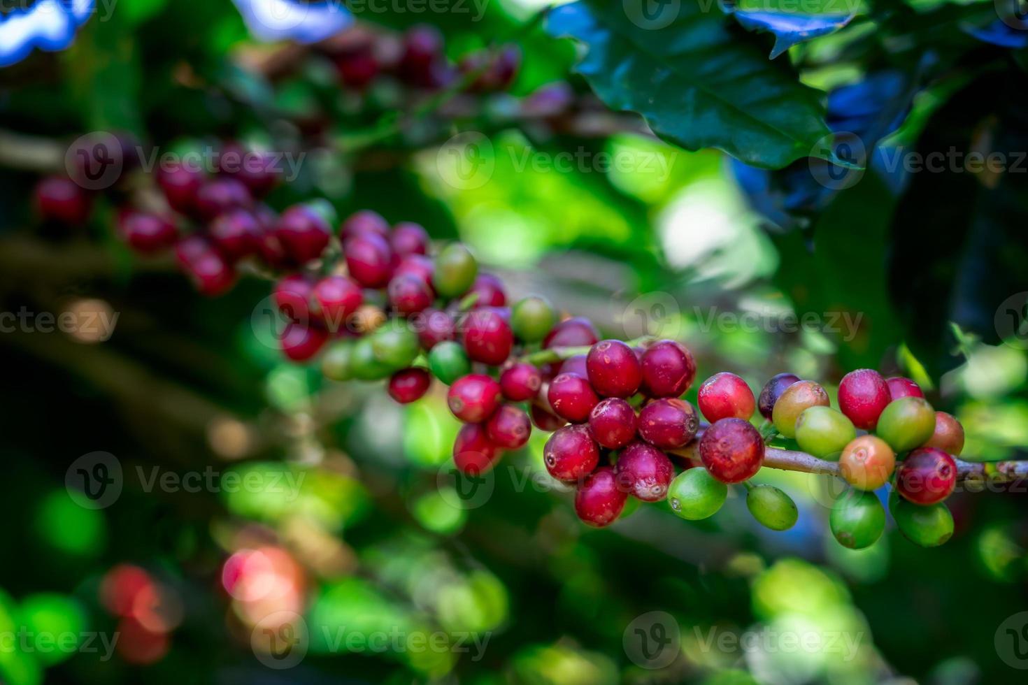 Coffee beans on tree at the mountain in farm northern Thailand. photo