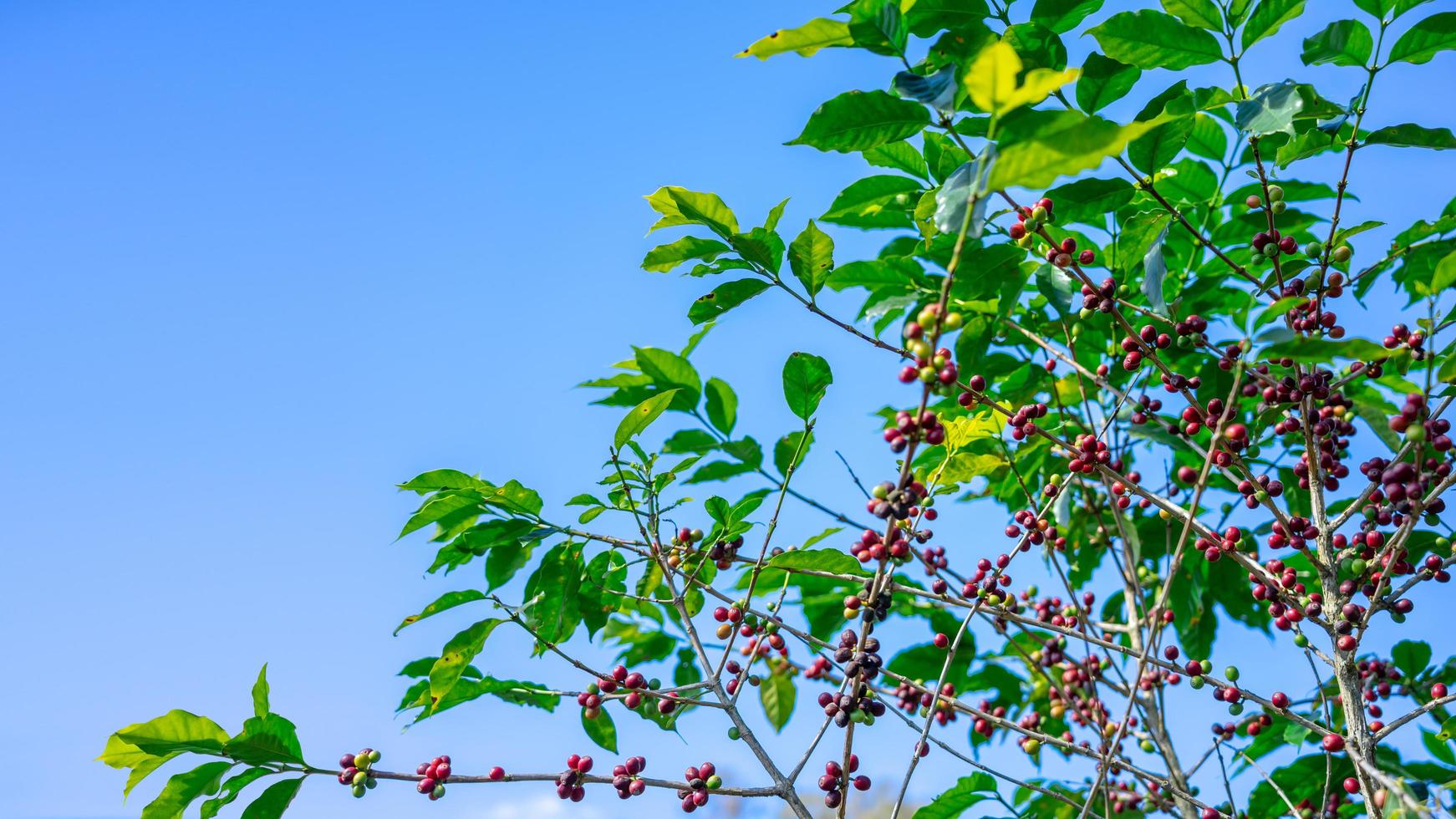 Coffee beans on tree at the mountain in farm northern Thailand. photo