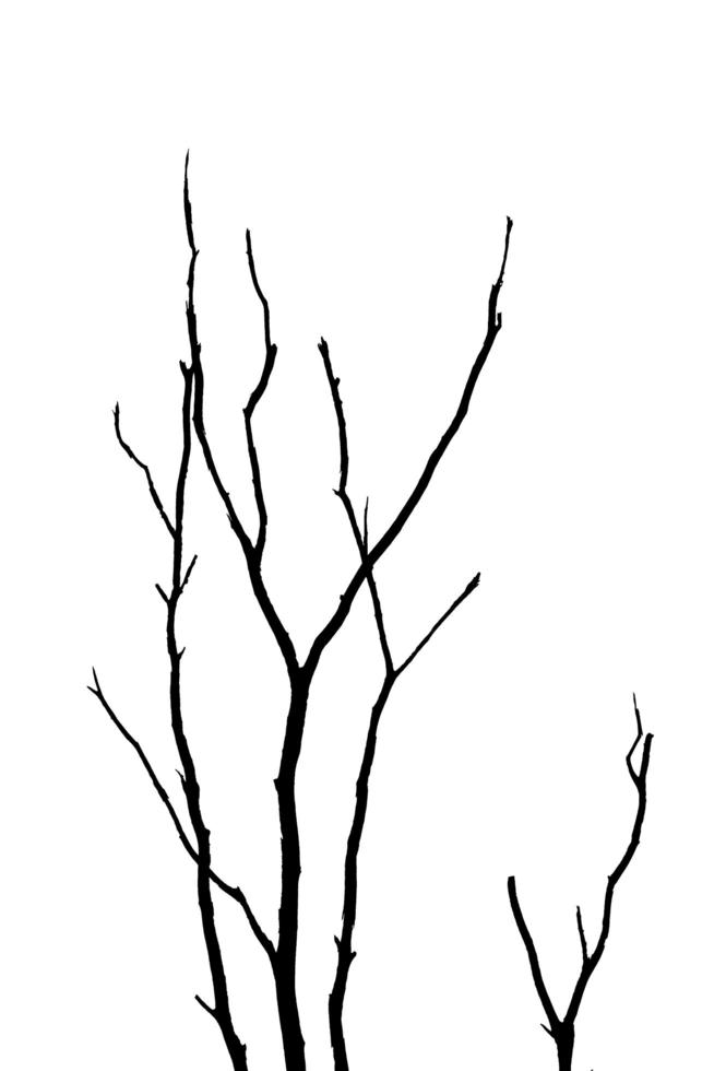 Silhouette of Dead tree and branches with clipping path on white background photo