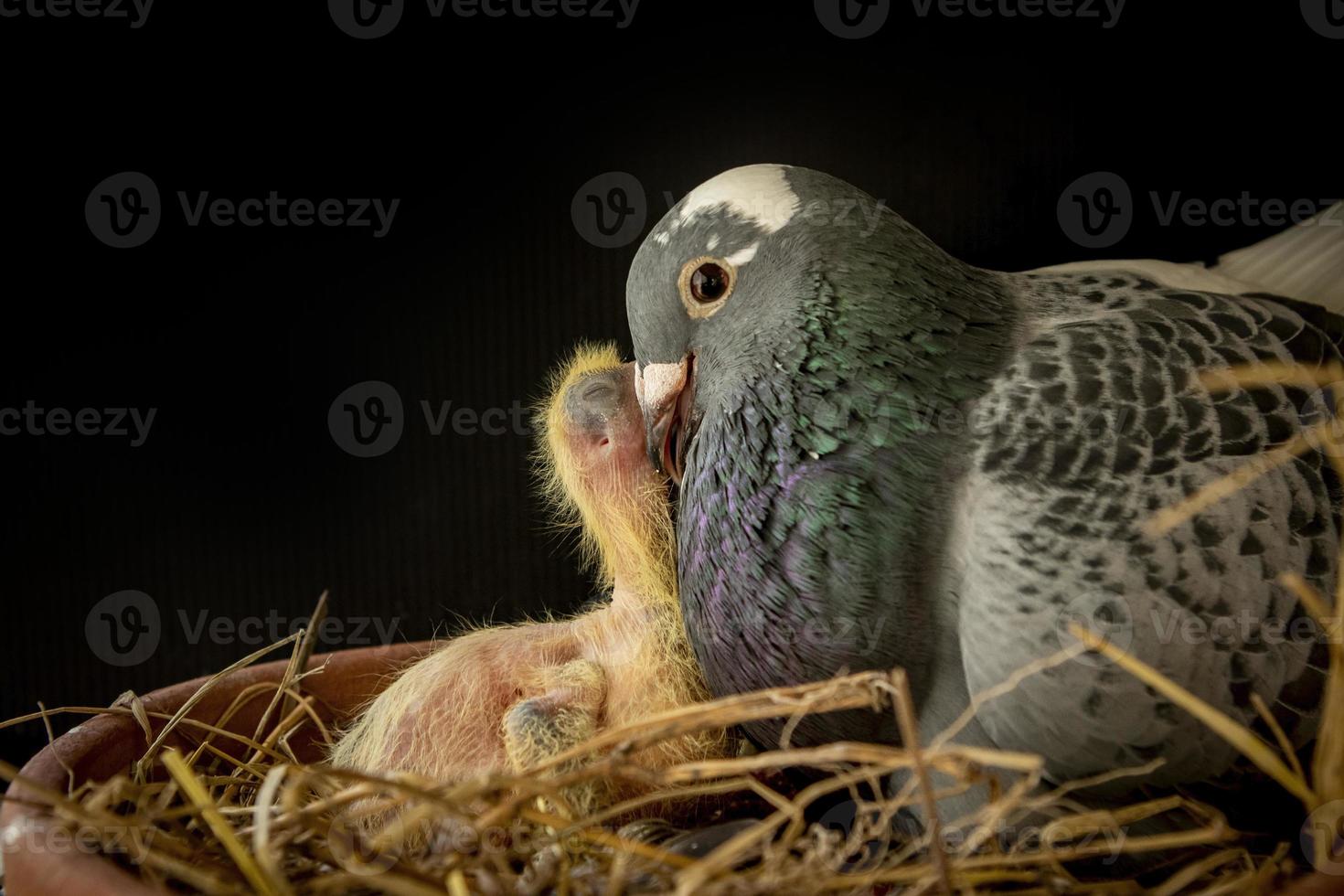 homing pigeon feeding crop milk to new born pigeon in home nest photo