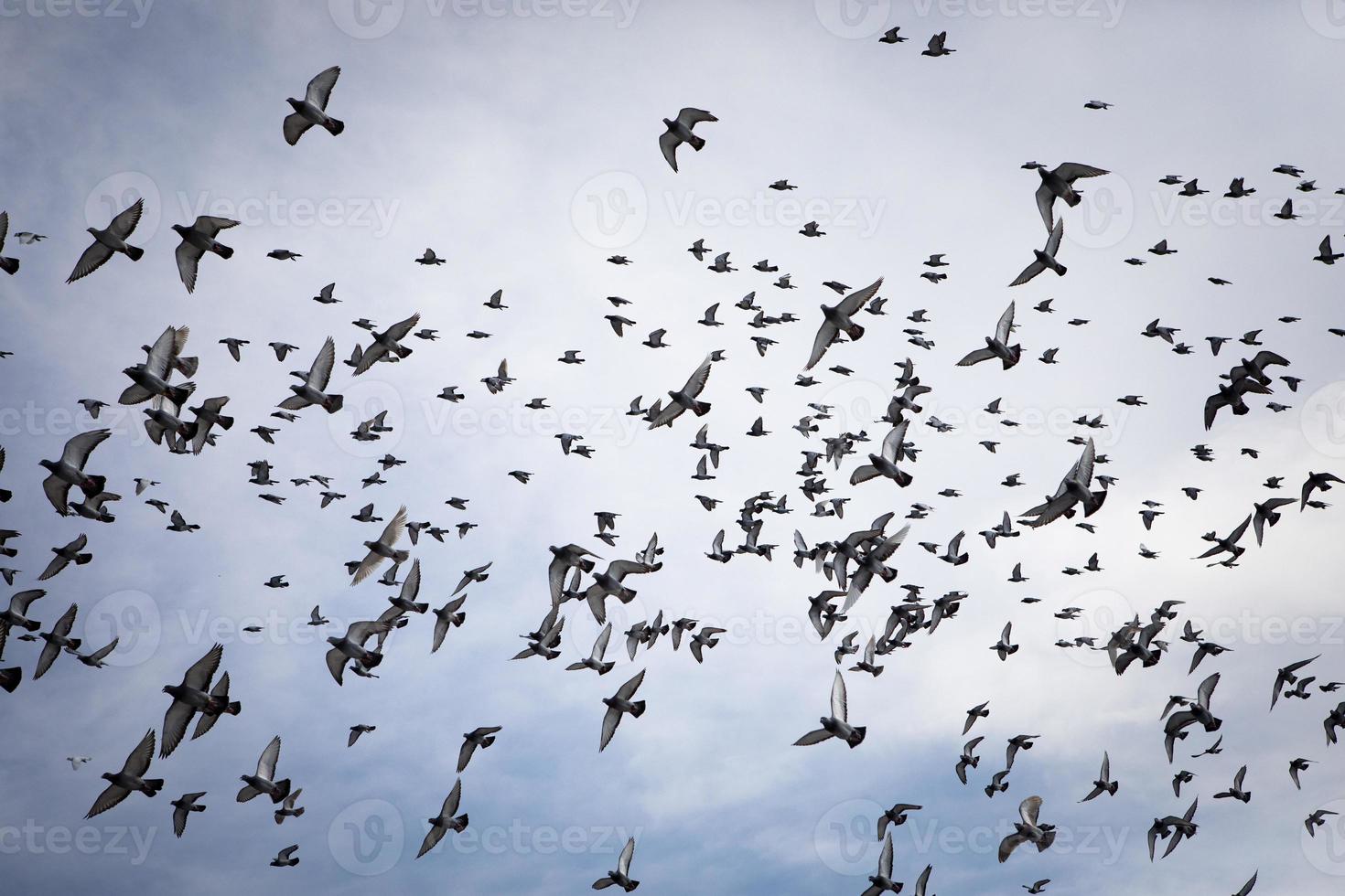 flock of speed racing pigeon flying against cloudy sky photo