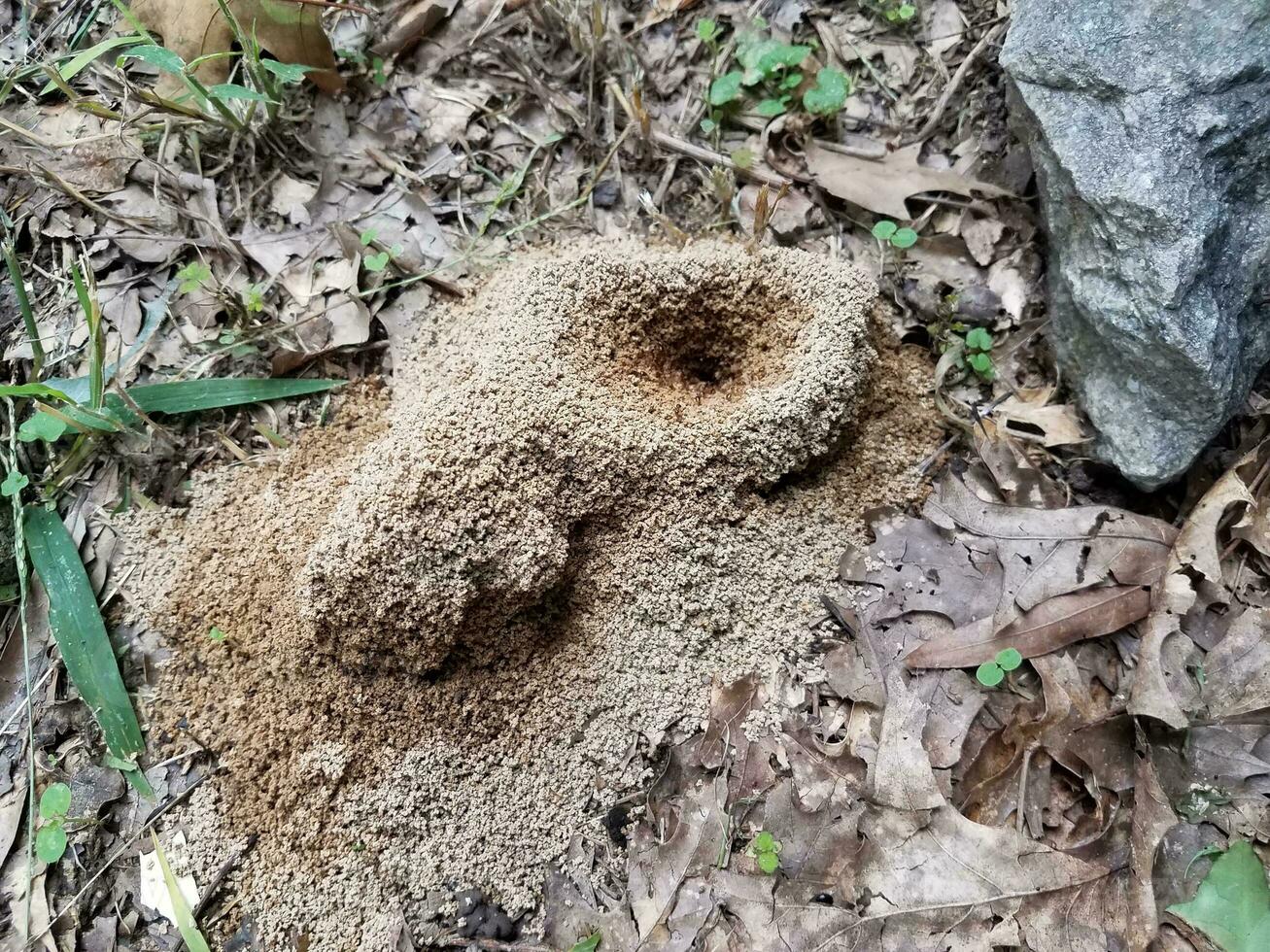 dirt ant hill or mound or nest outdoor photo