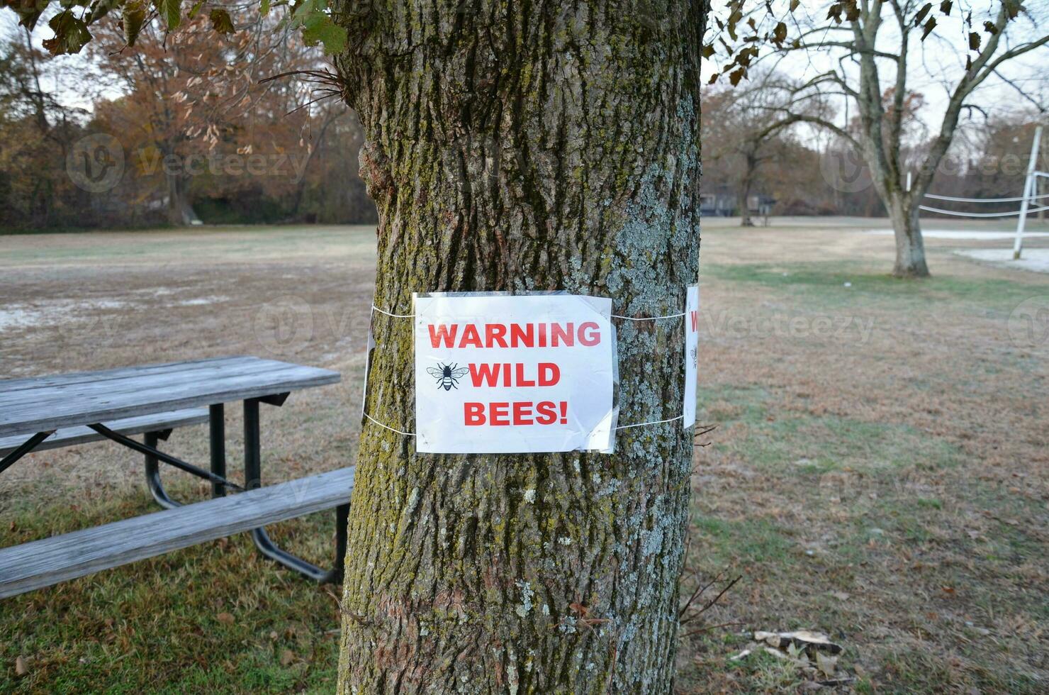 warning wild bees sign on tree trunk with table photo