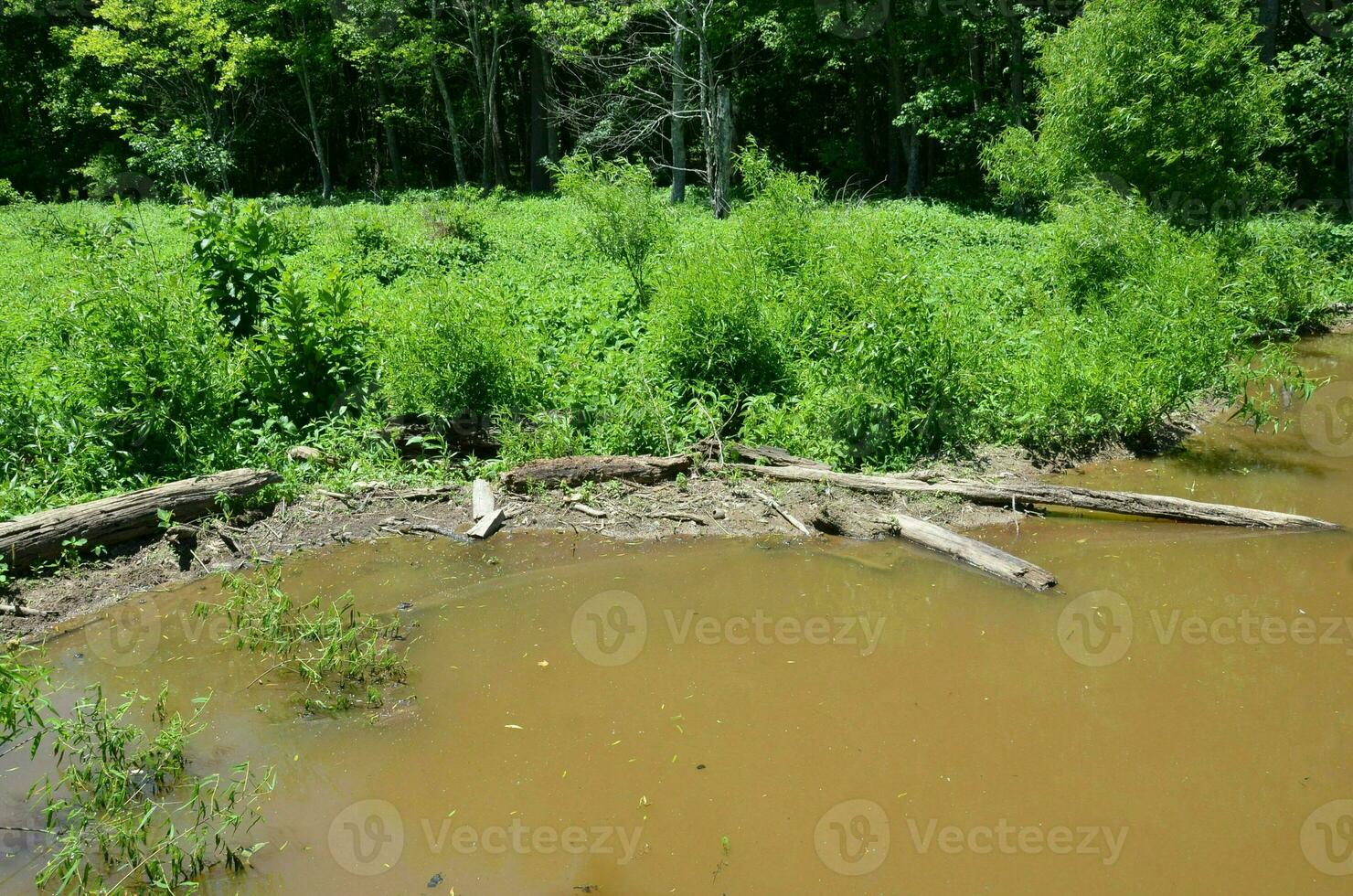 beaver dam with mud and sticks and branches and water photo