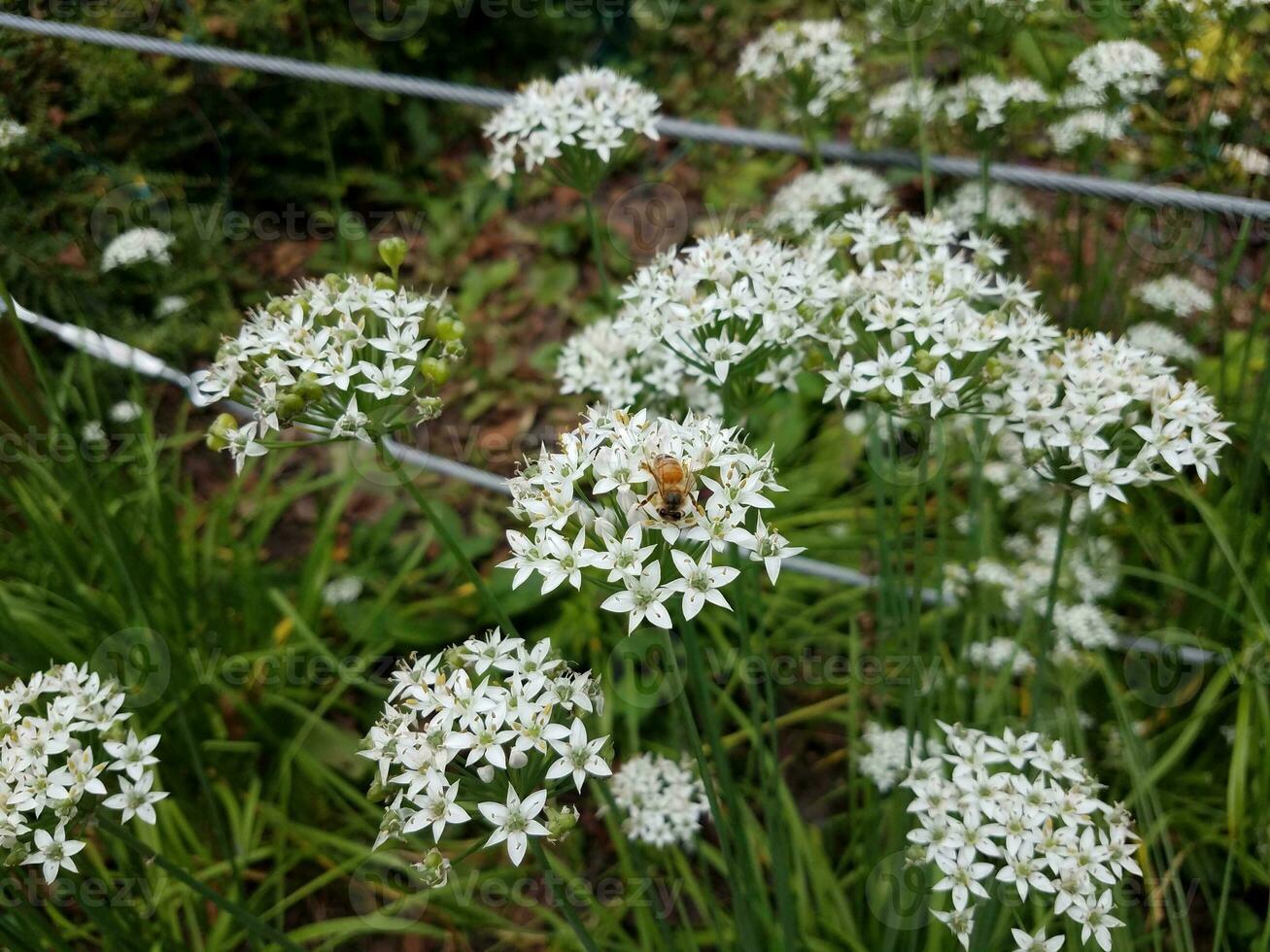 white flower with a bee on it photo