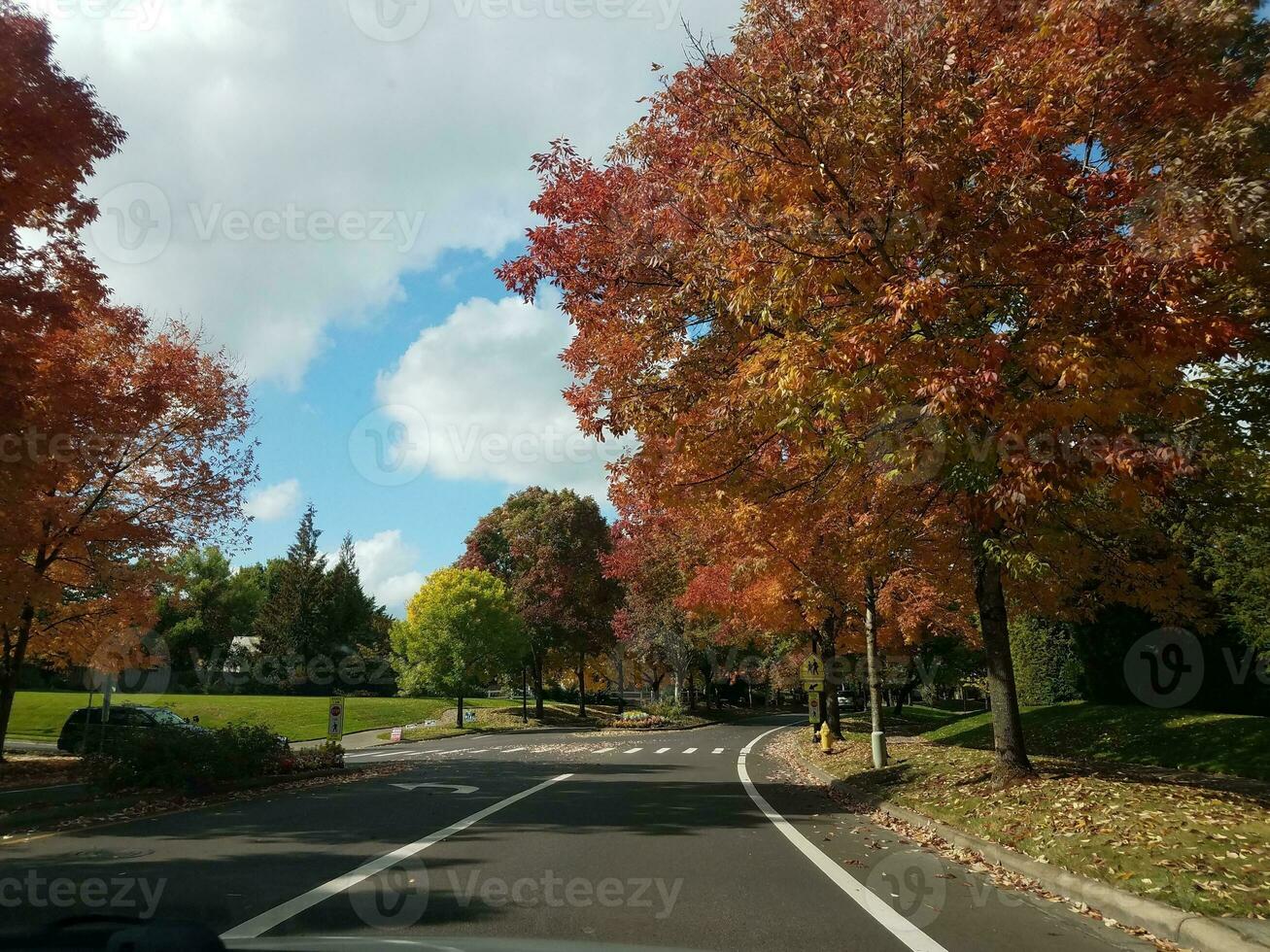 asphalt street with trees and orange and red leaves photo
