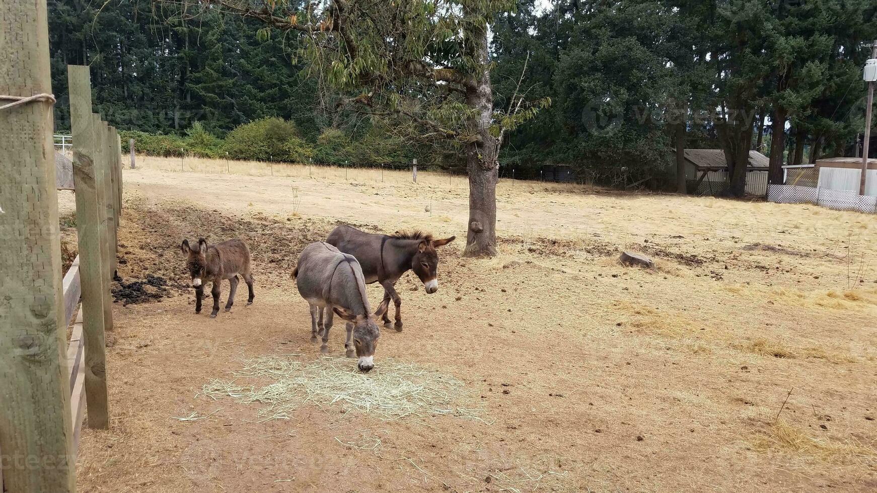 miniature donkeys in enclosure with poop and brown grass photo