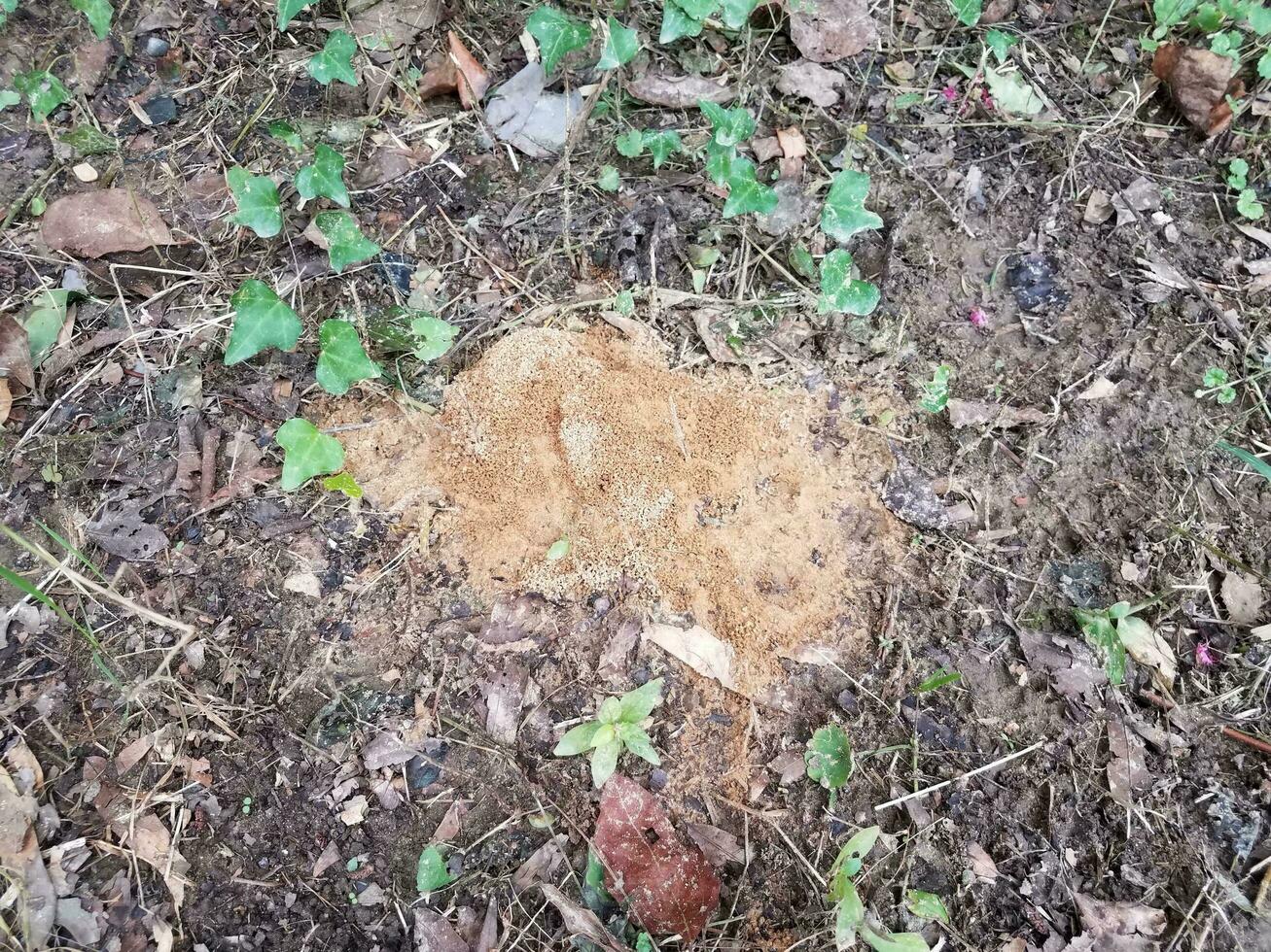 hormiguero o montículo en la tierra o el suelo foto