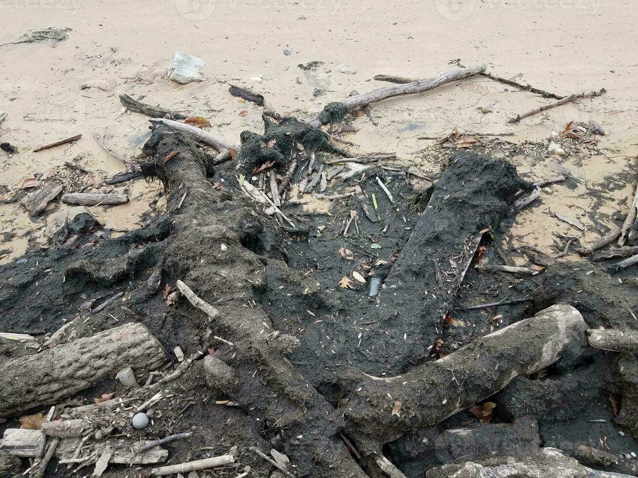 wood and debris on beach with sand photo