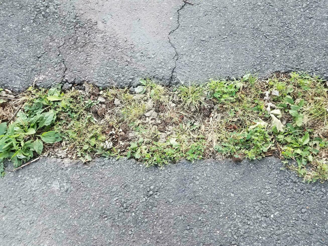 damage or cracks in black asphalt with weeds photo