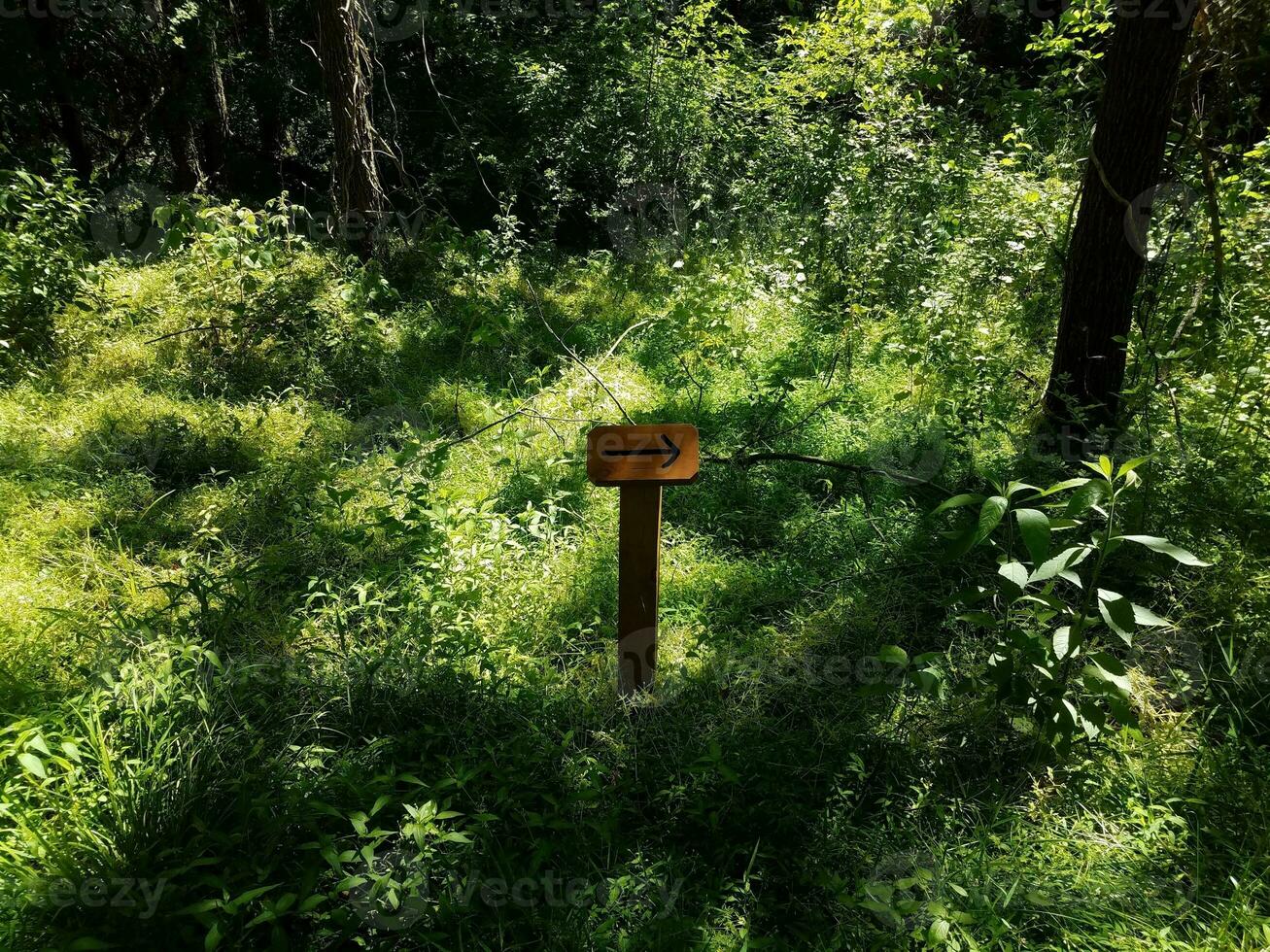 black arrow on wood sign and green plants photo