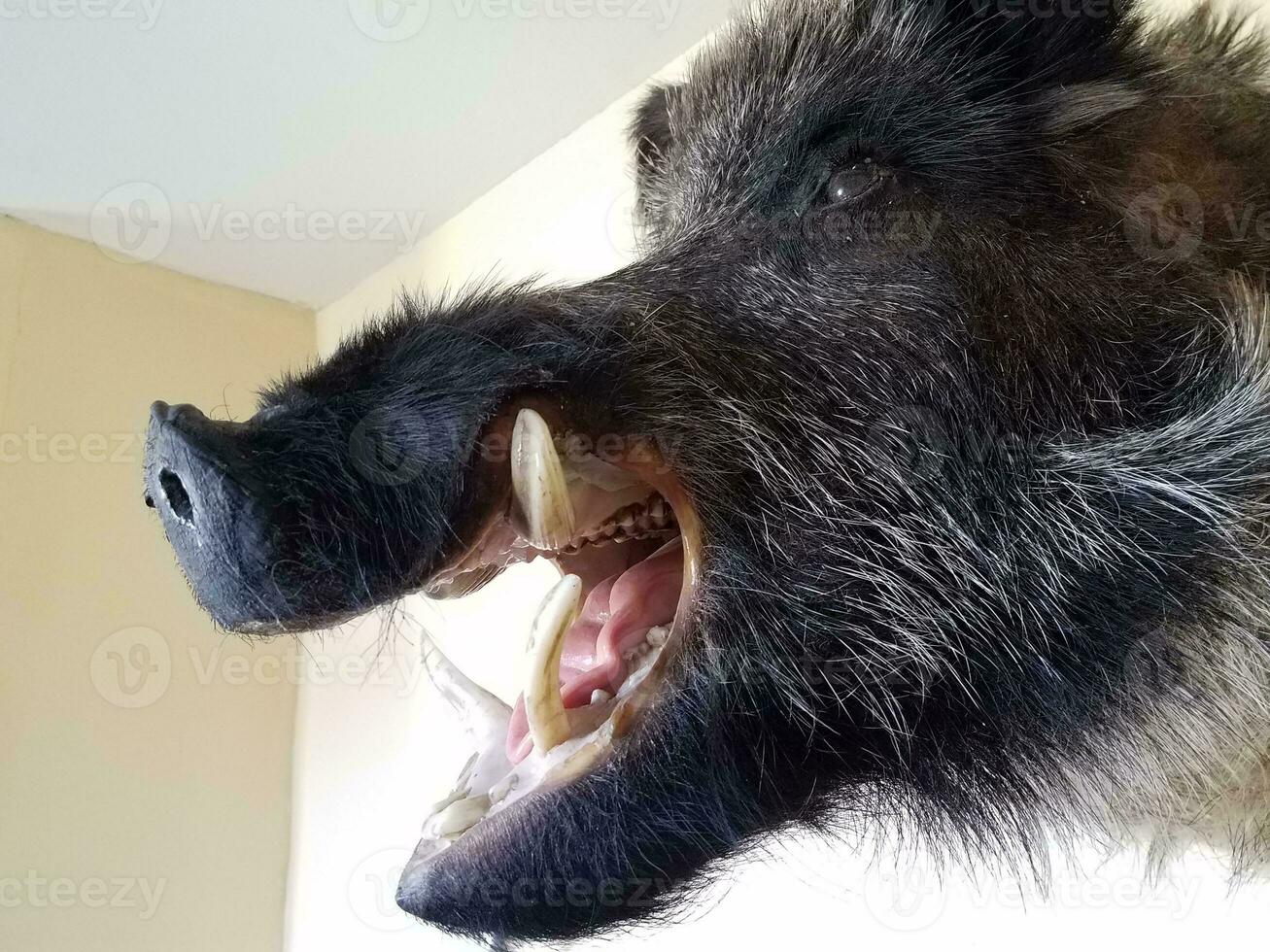 wild boar or pig head mounted on wall photo
