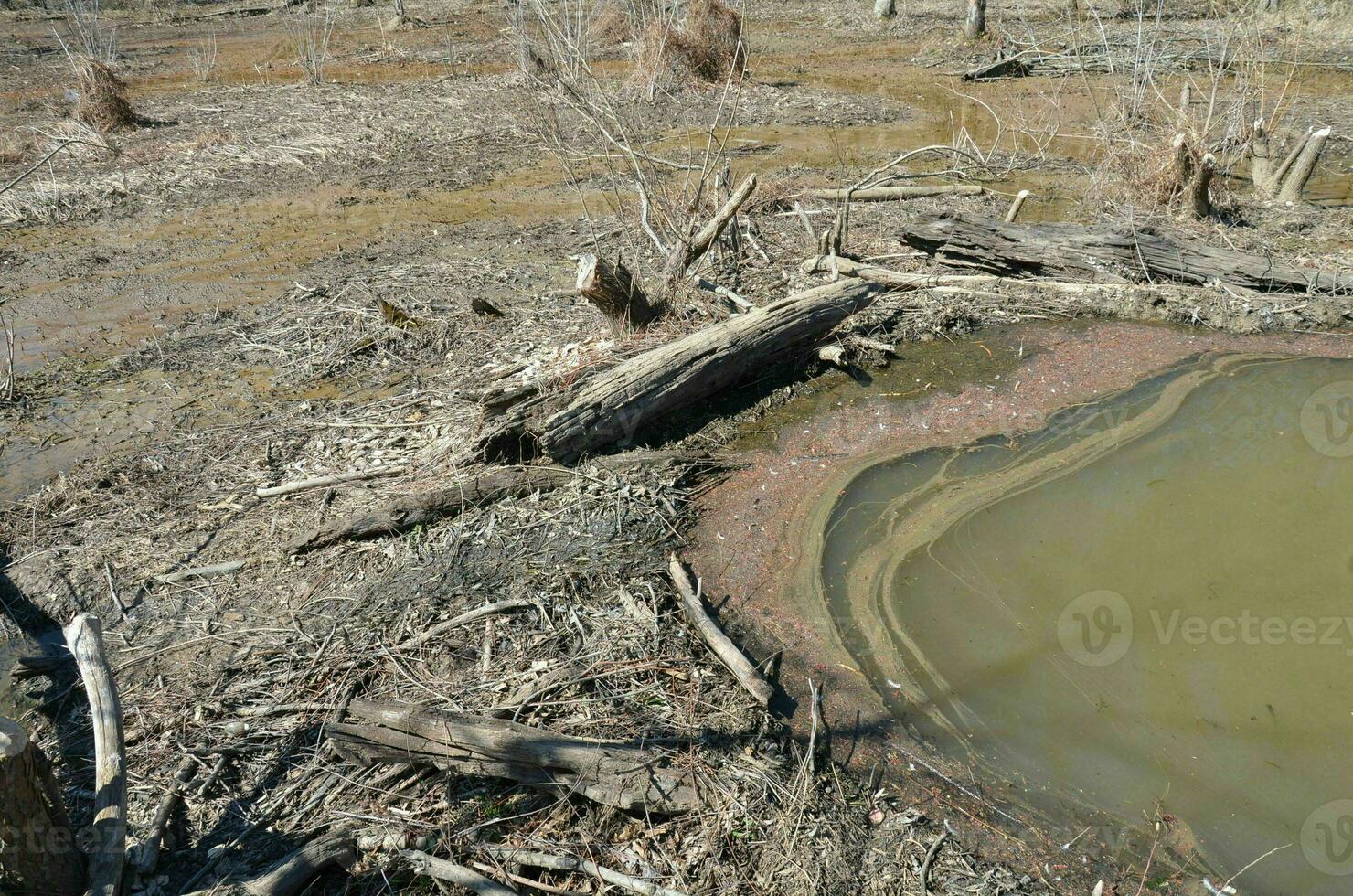 dique de castores con ramas y troncos y agua de lago o estanque foto