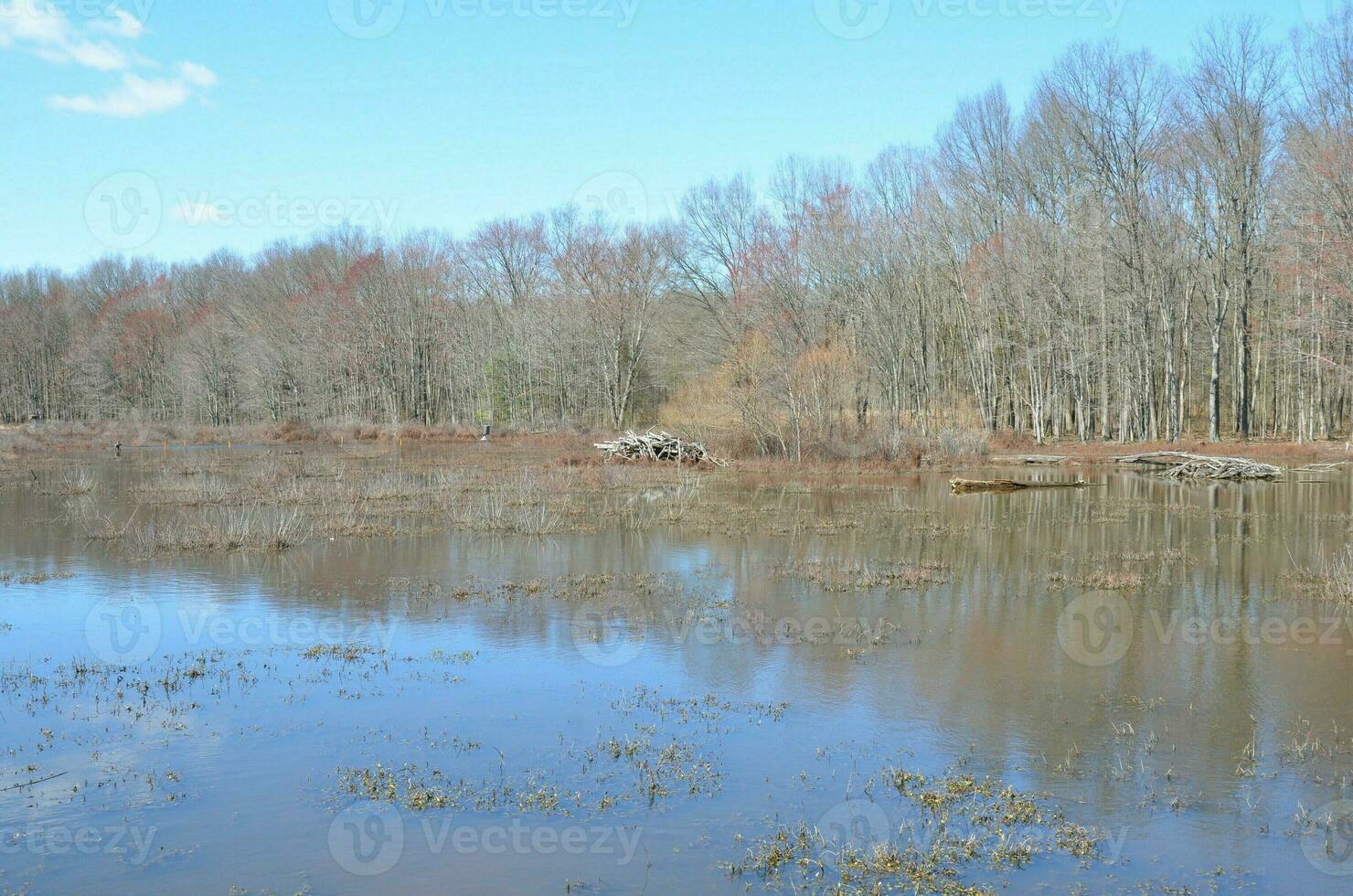 beaver lodge with sticks and water and trees photo