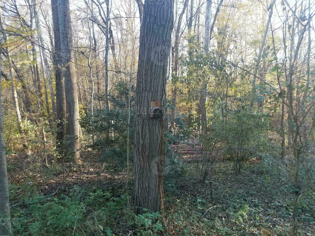 bee house with holes on tree in the forest photo