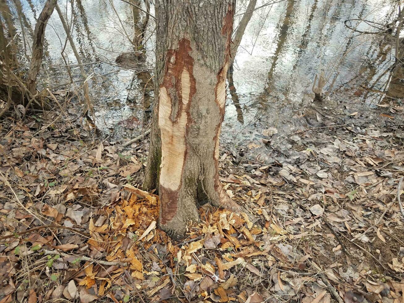 beaver bite marks on tree trunk and water and trees in forest in wetland area photo