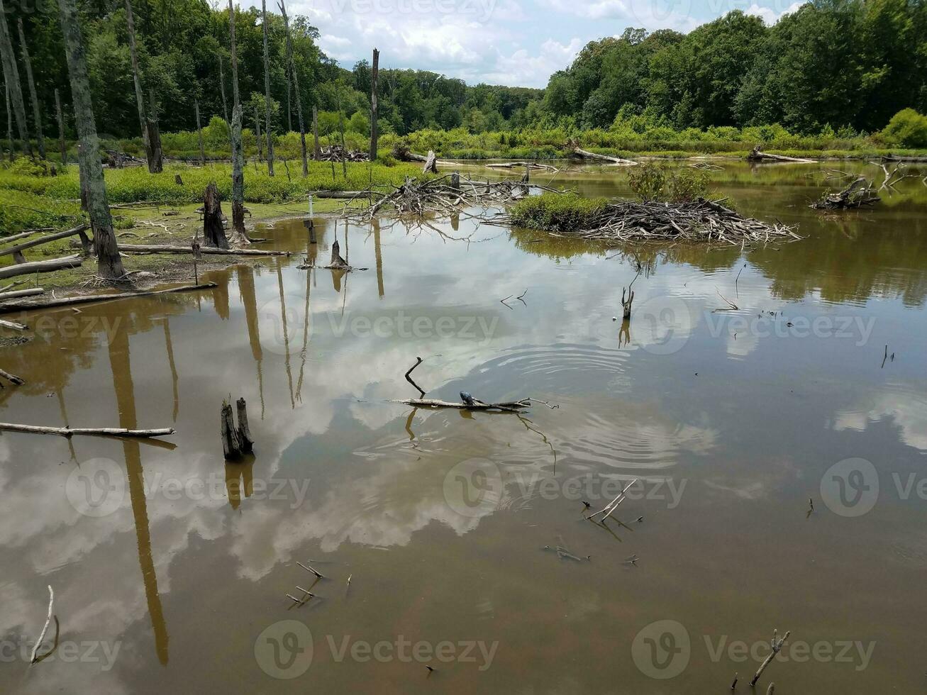 albergue de castores con palos en pantano o humedal con agua foto