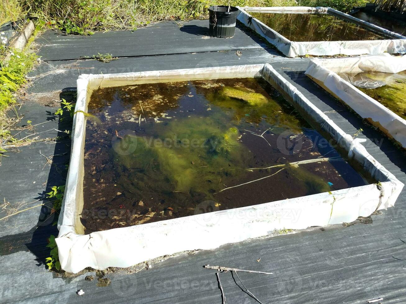 square container with thick green algae and water photo