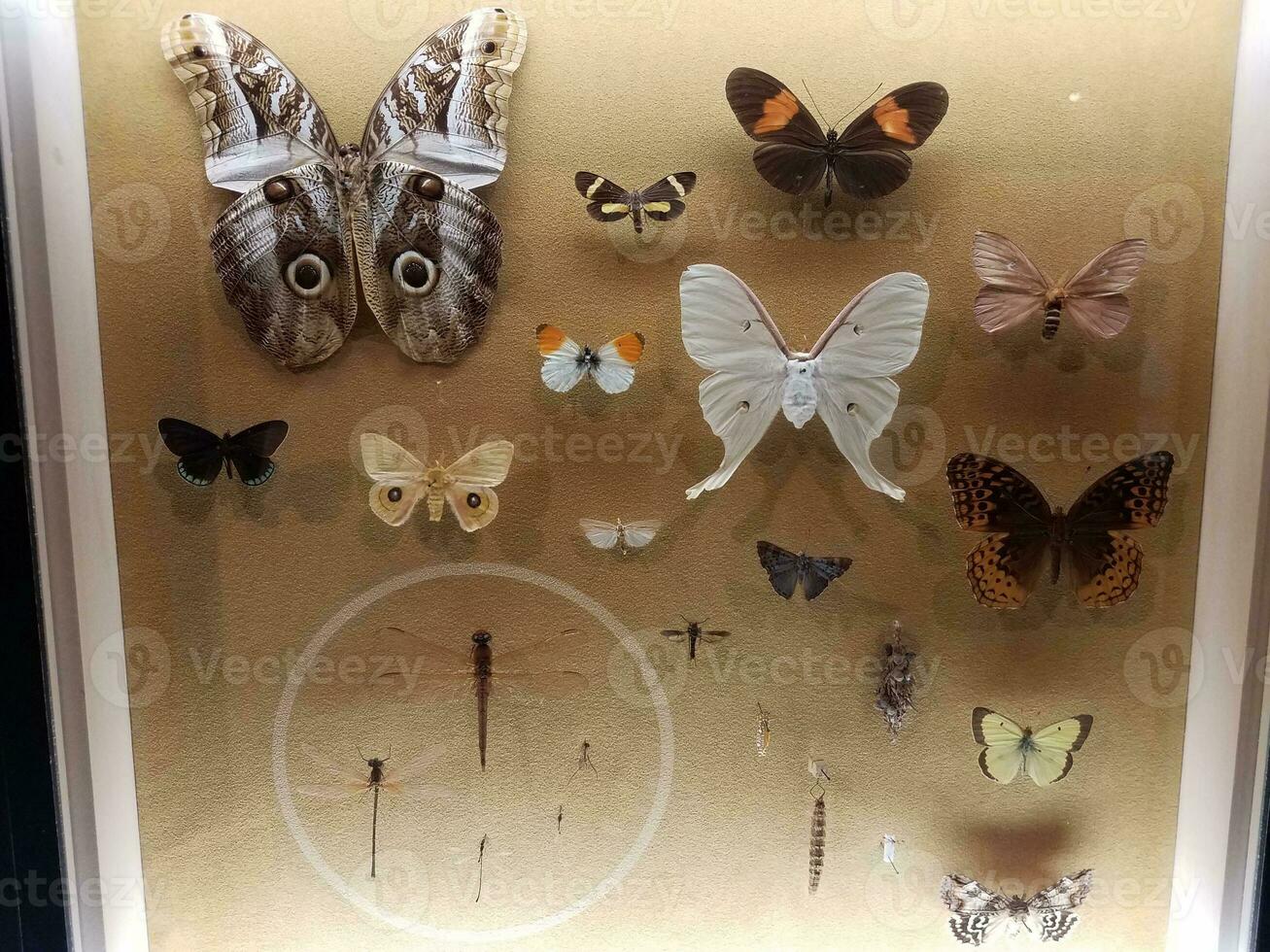 pinned butterflies and moth insects under glass photo