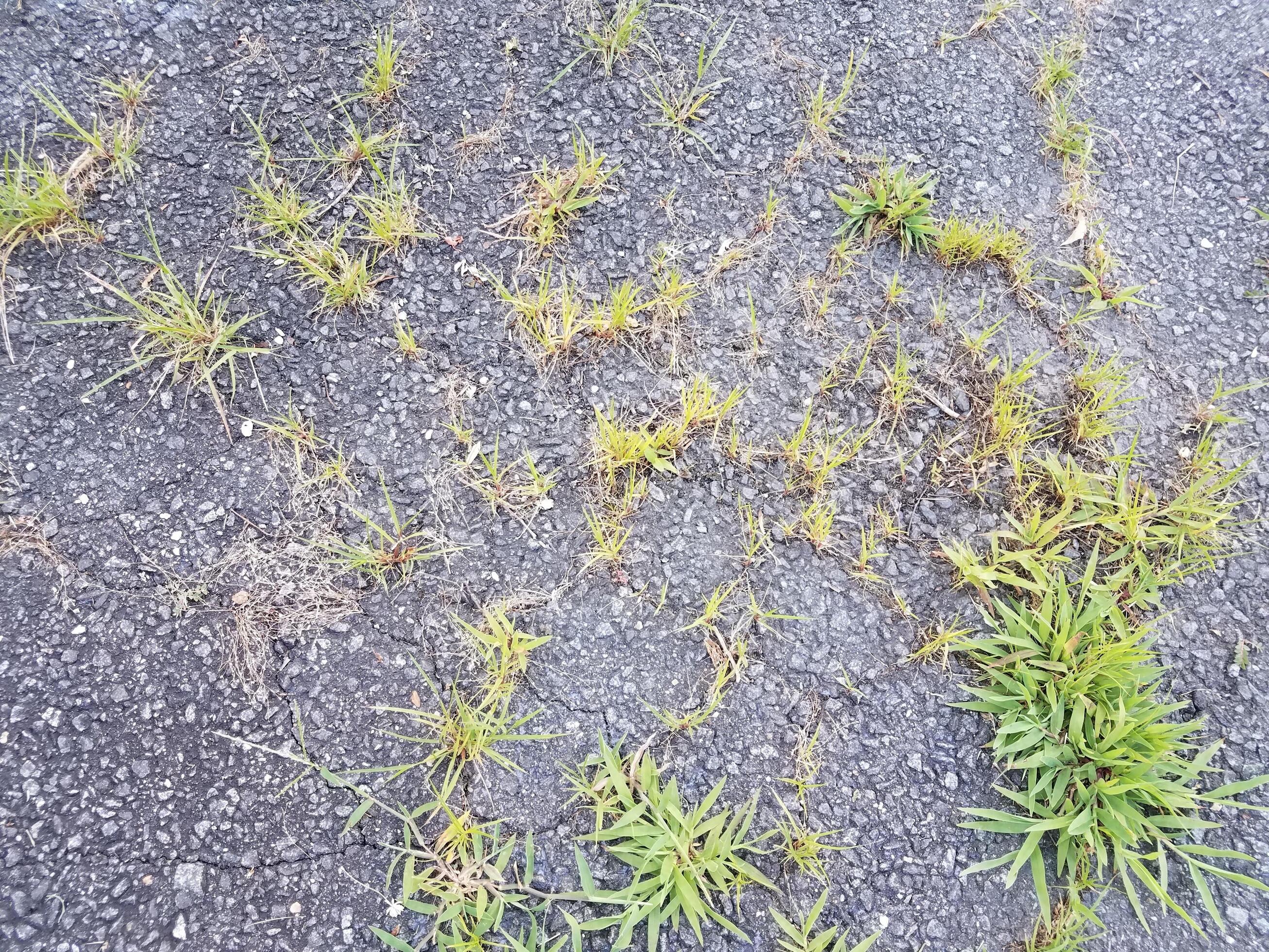 asphalt or pavement with grasses and cracks 7710264 Stock Photo at Vecteezy