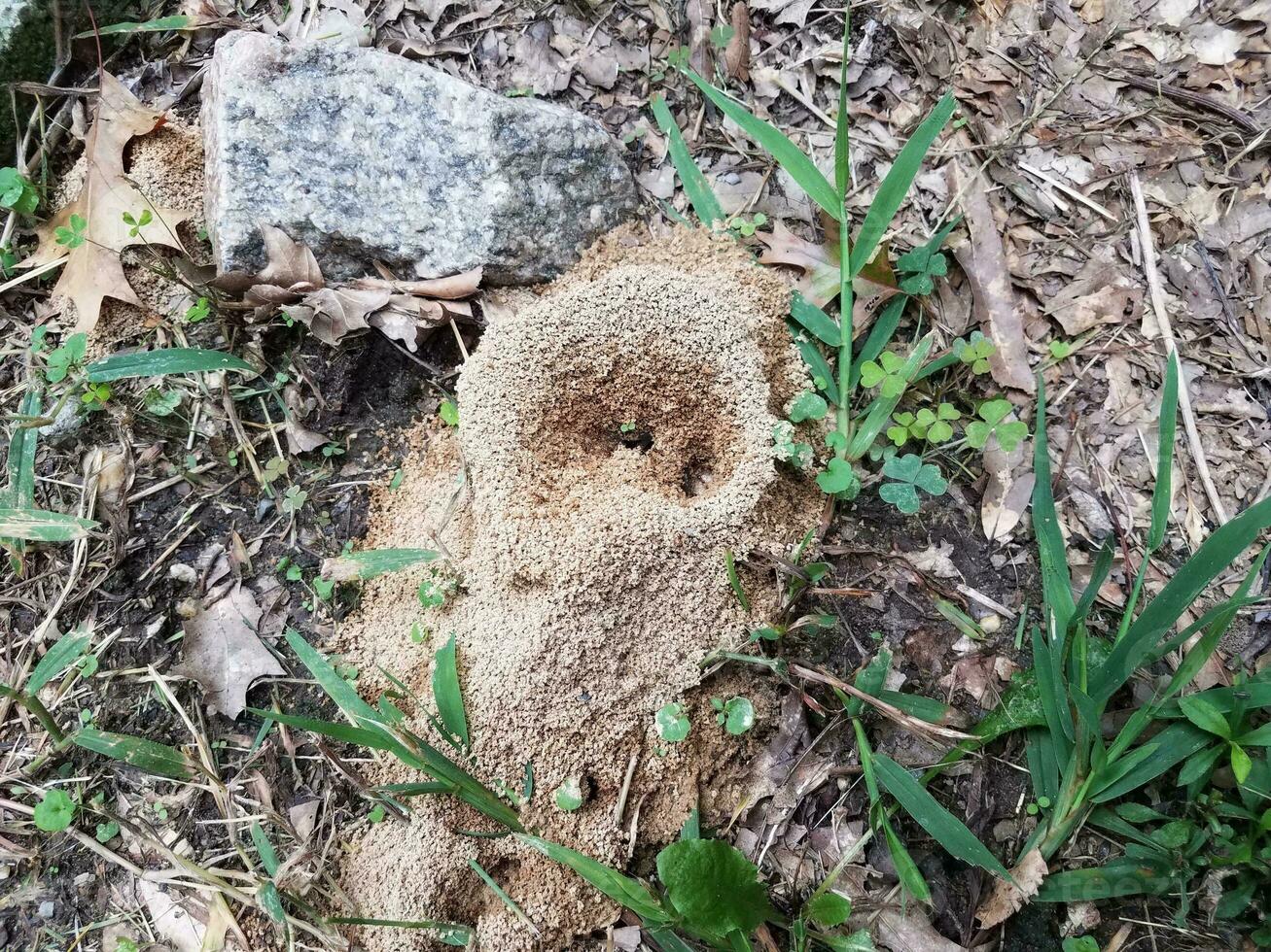 hormiguero de tierra o montículo o nido al aire libre foto