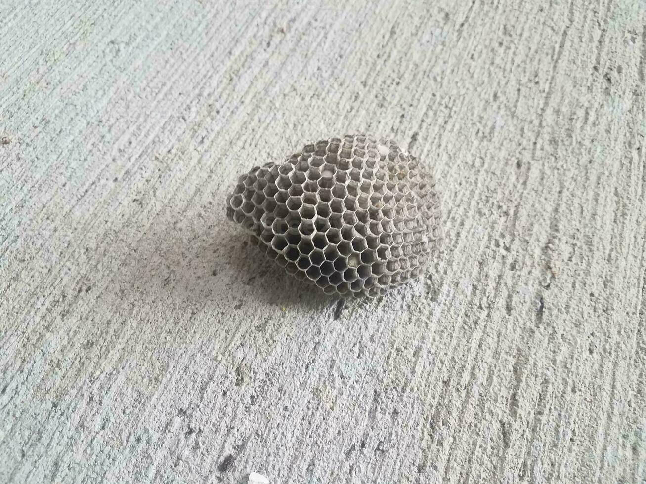 bee or wasp nest on grey cement floor photo