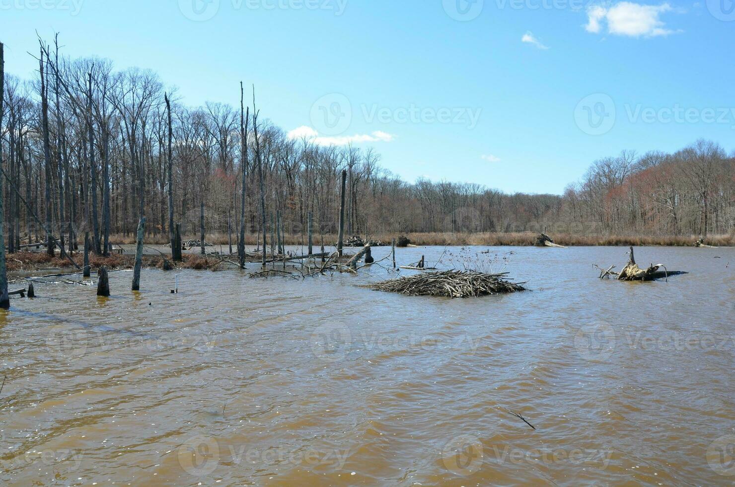 beaver lodge sticks and branches in lake or pond photo