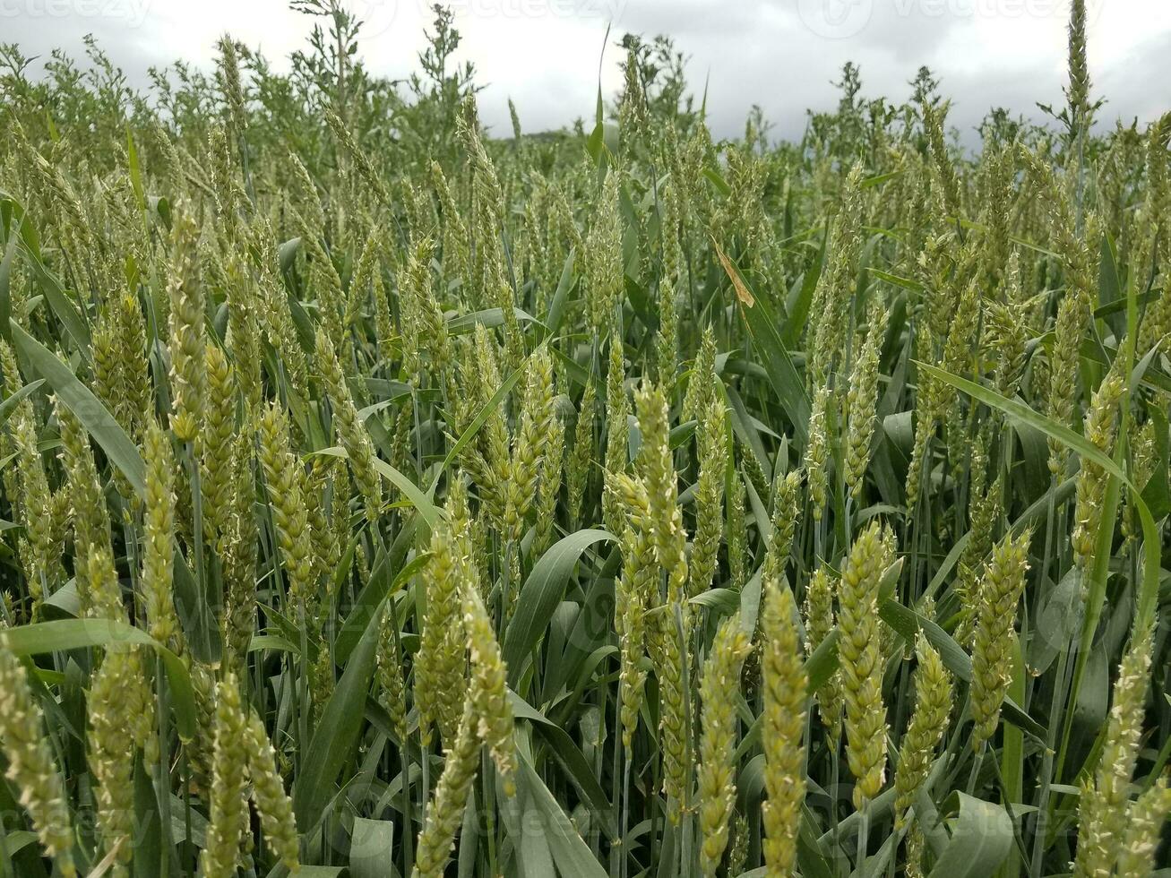 large green grass field and stalks up close 7710410 Stock Photo at Vecteezy