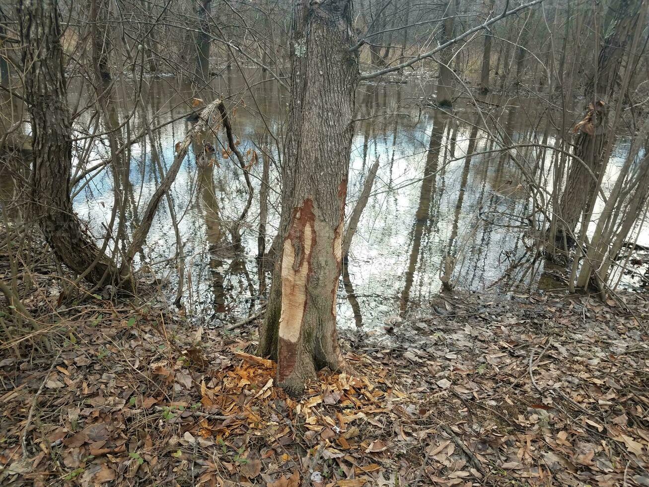 marcas de mordedura de castor en el tronco del árbol y el agua y los árboles en el bosque en la zona de humedales foto