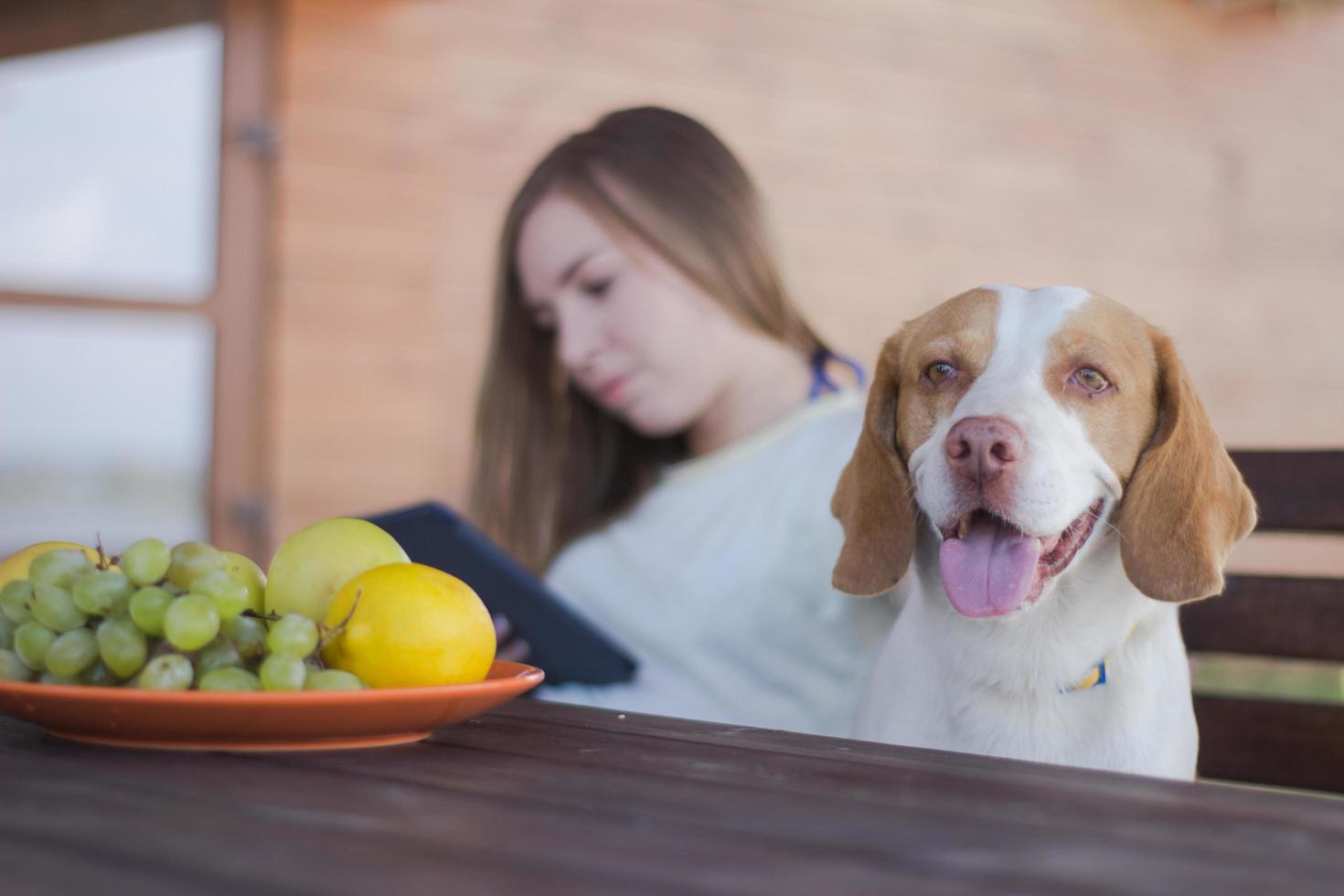 mujer joven y atractiva relajándose al aire libre en el patio trasero con un perro beagle foto