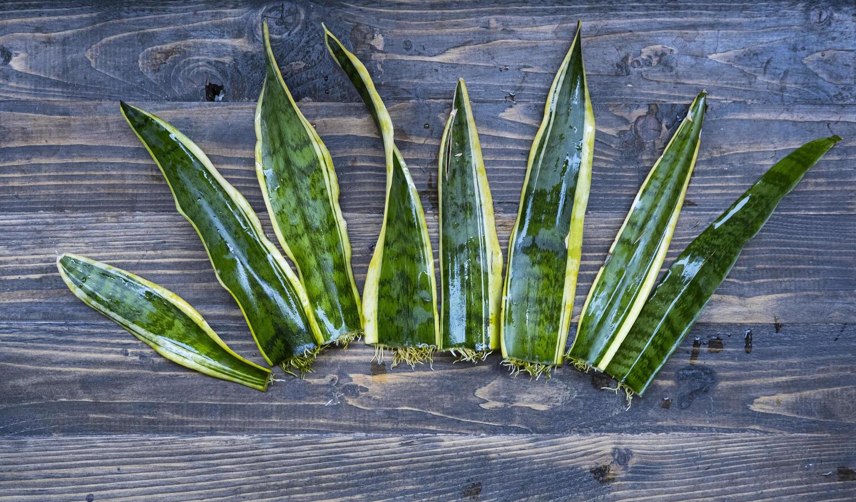 Sansevieri leaves with roots on the wooden table photo