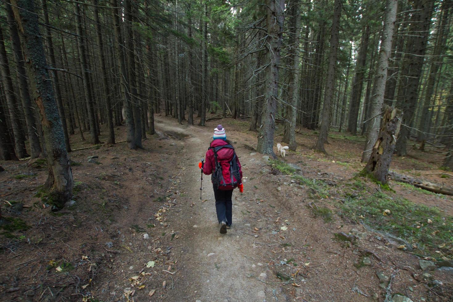 young woman hiker in autumn forest photo