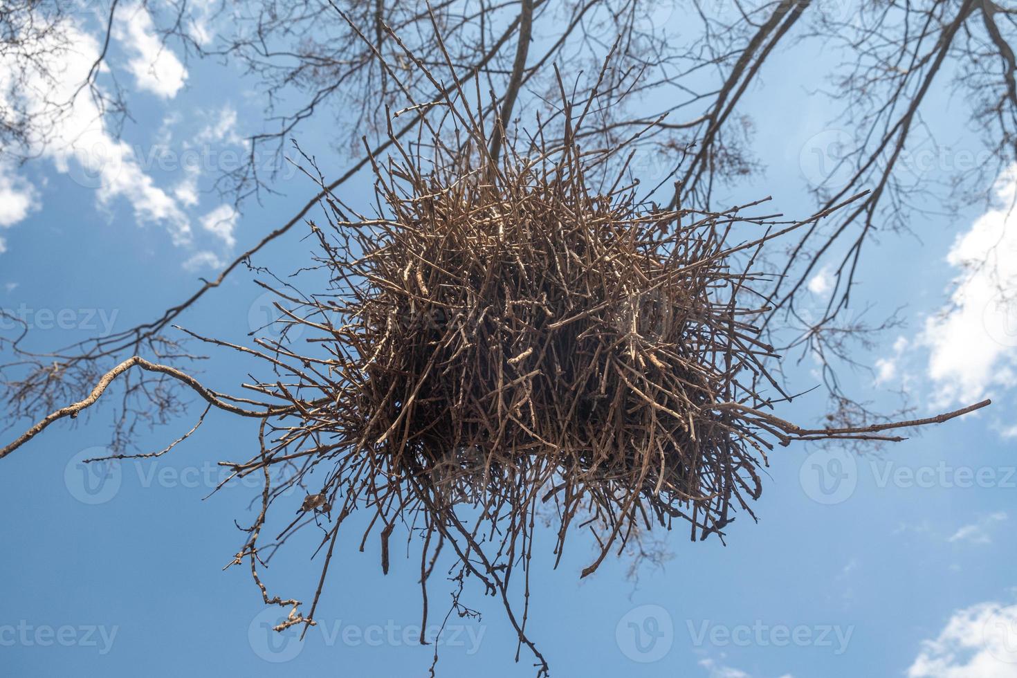 nido de pájaro exótico en un árbol en el interior de brasil. foto