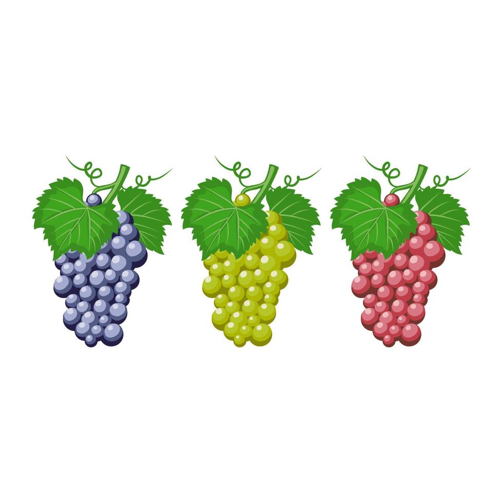 grapes fruit vector illustration. good for fresh fruit product or design template. flat color hand drawn style