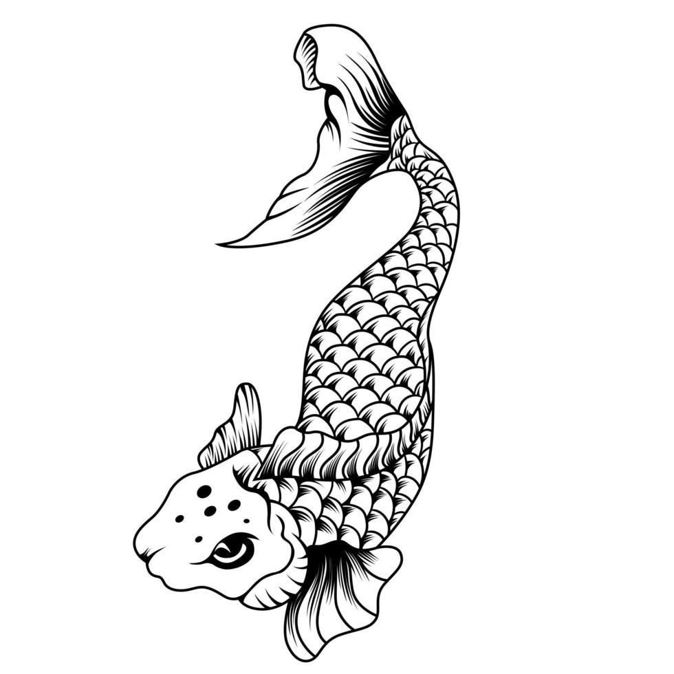 koi fish japan vector illustration