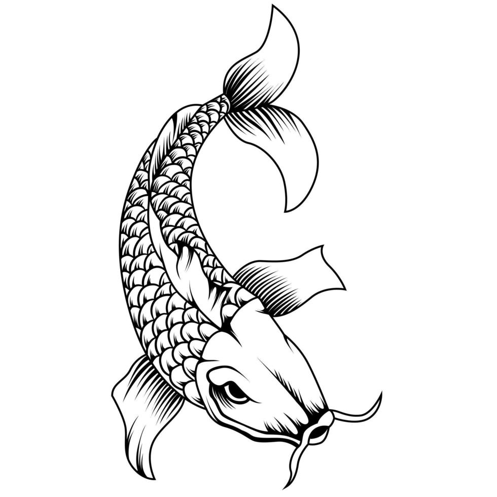 koi fish japan vector illustration
