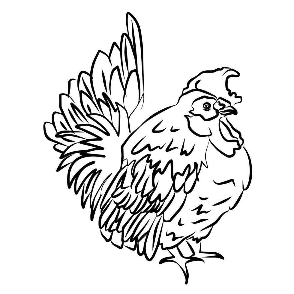 Beautiful chicken streak illustration, used for general use vector