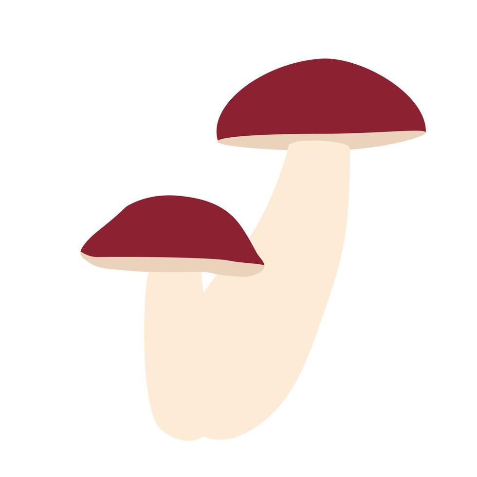 Brown boletus mushroom. White mushroom. Boletus edulis king bolete. Vector stock illustration. Isolated on a white background.