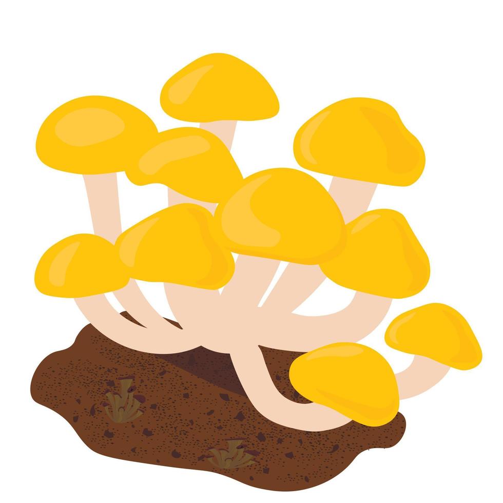 Mushrooms nameko vector stock illustration. Isolated on a white background. Buttermilk, yellow honey mushrooms.