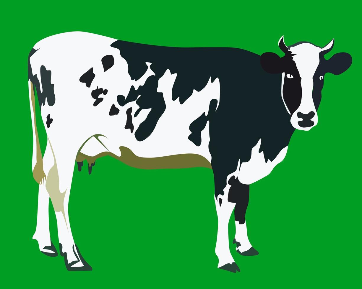 spotted black and white cow vector