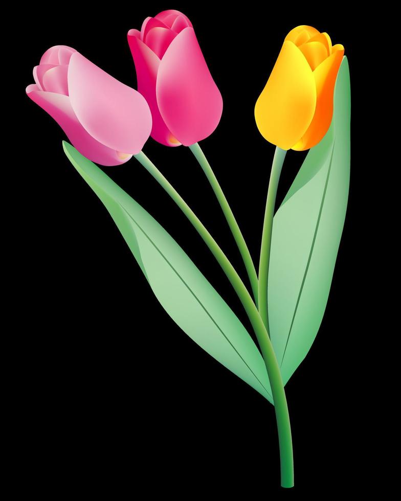 three colored tulips on a black background vector