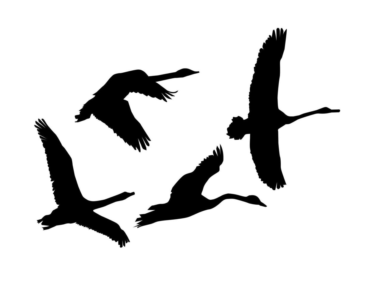 Silhouettes of group of flying swans vector