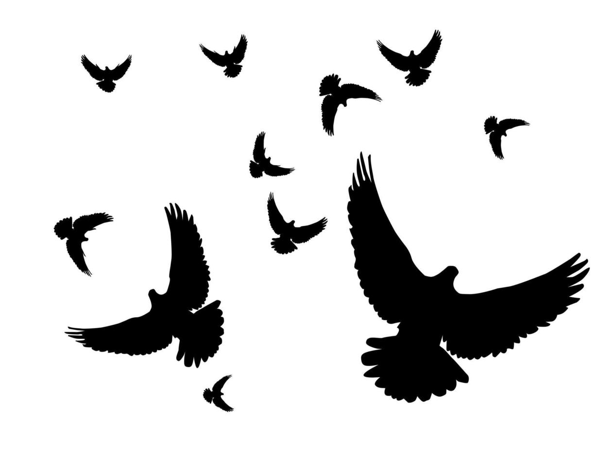 Silhouettes of pigeons on a white background vector