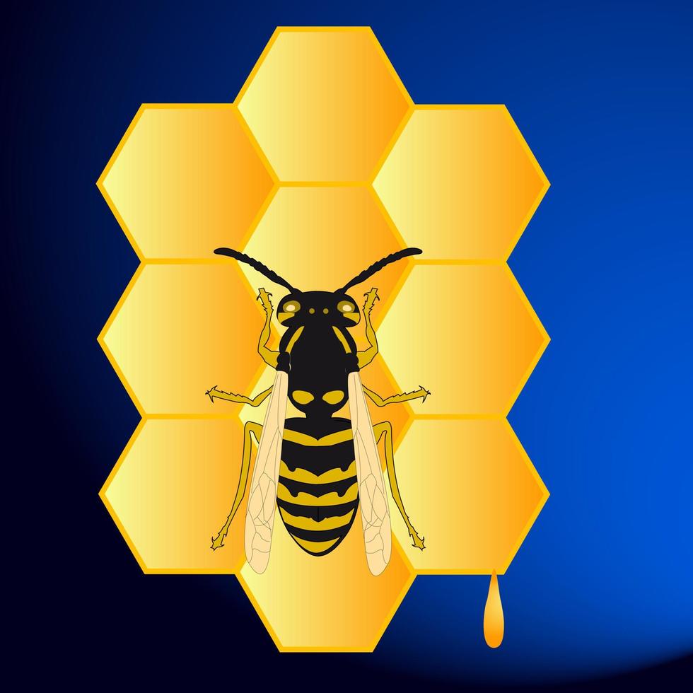 Honeycombs of honey and a bee vector