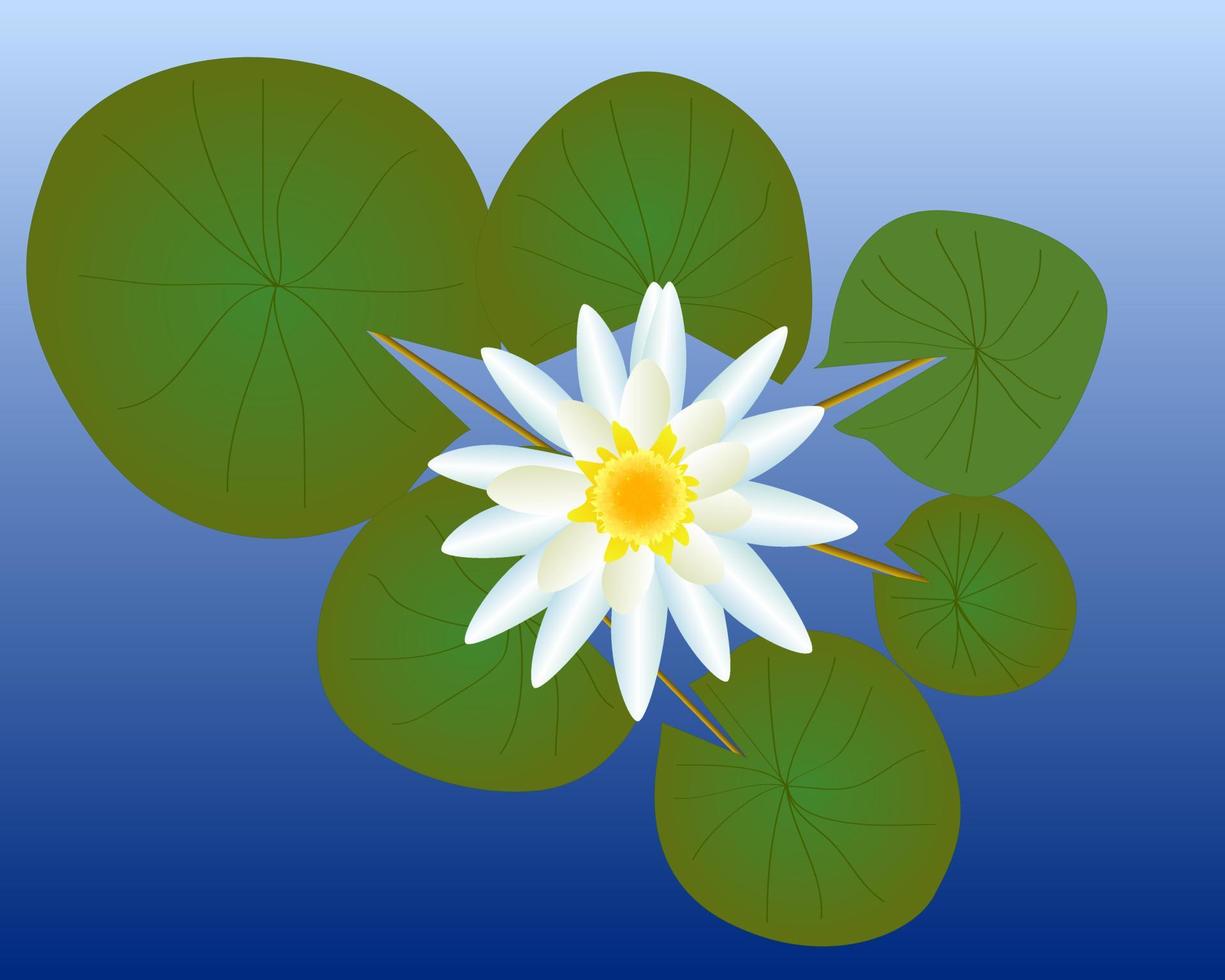 water lily with green leaves against the blue expanse of water vector