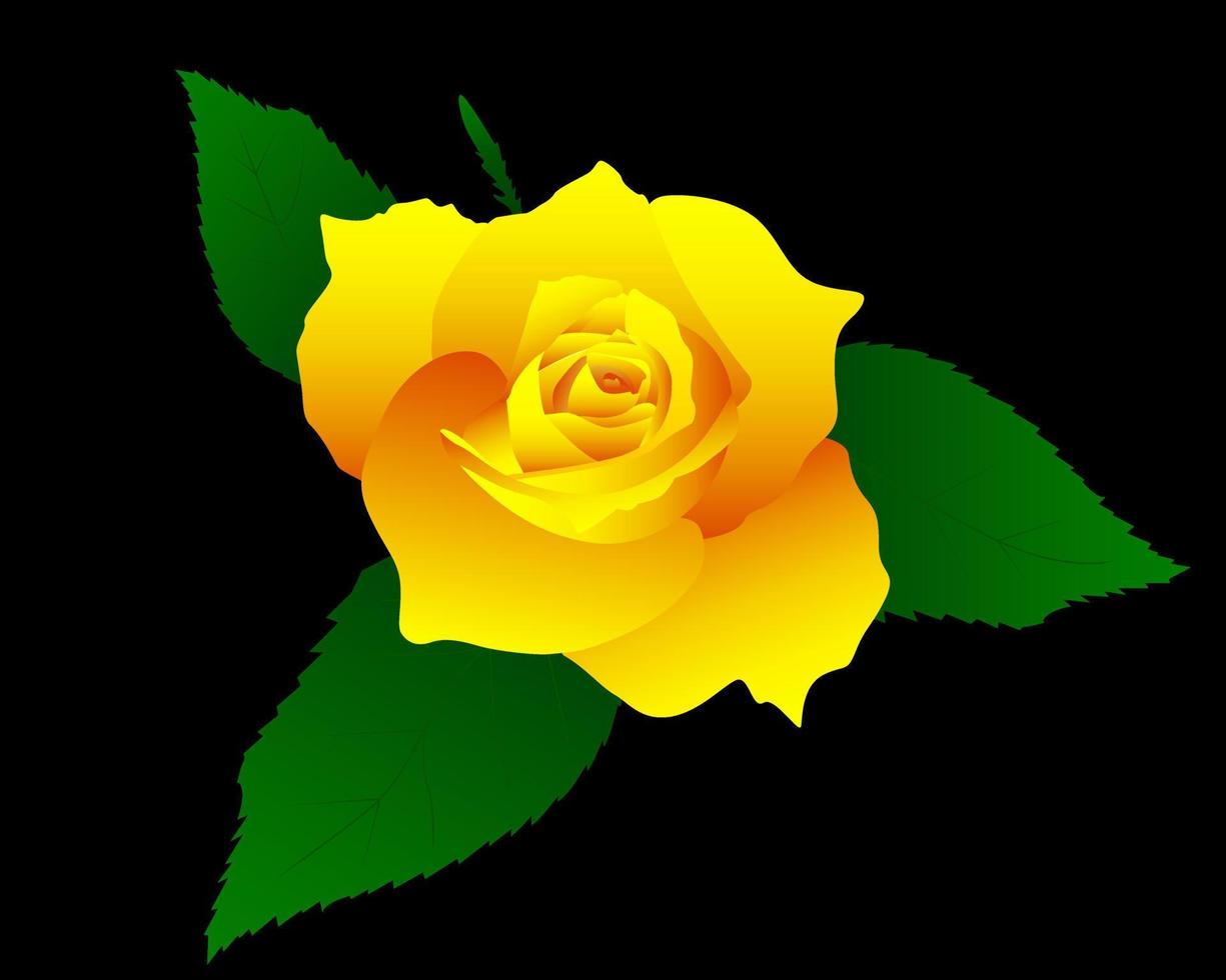 rose with yellow petals and green leaves vector