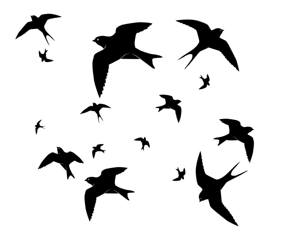 Flying swallows on a white background vector