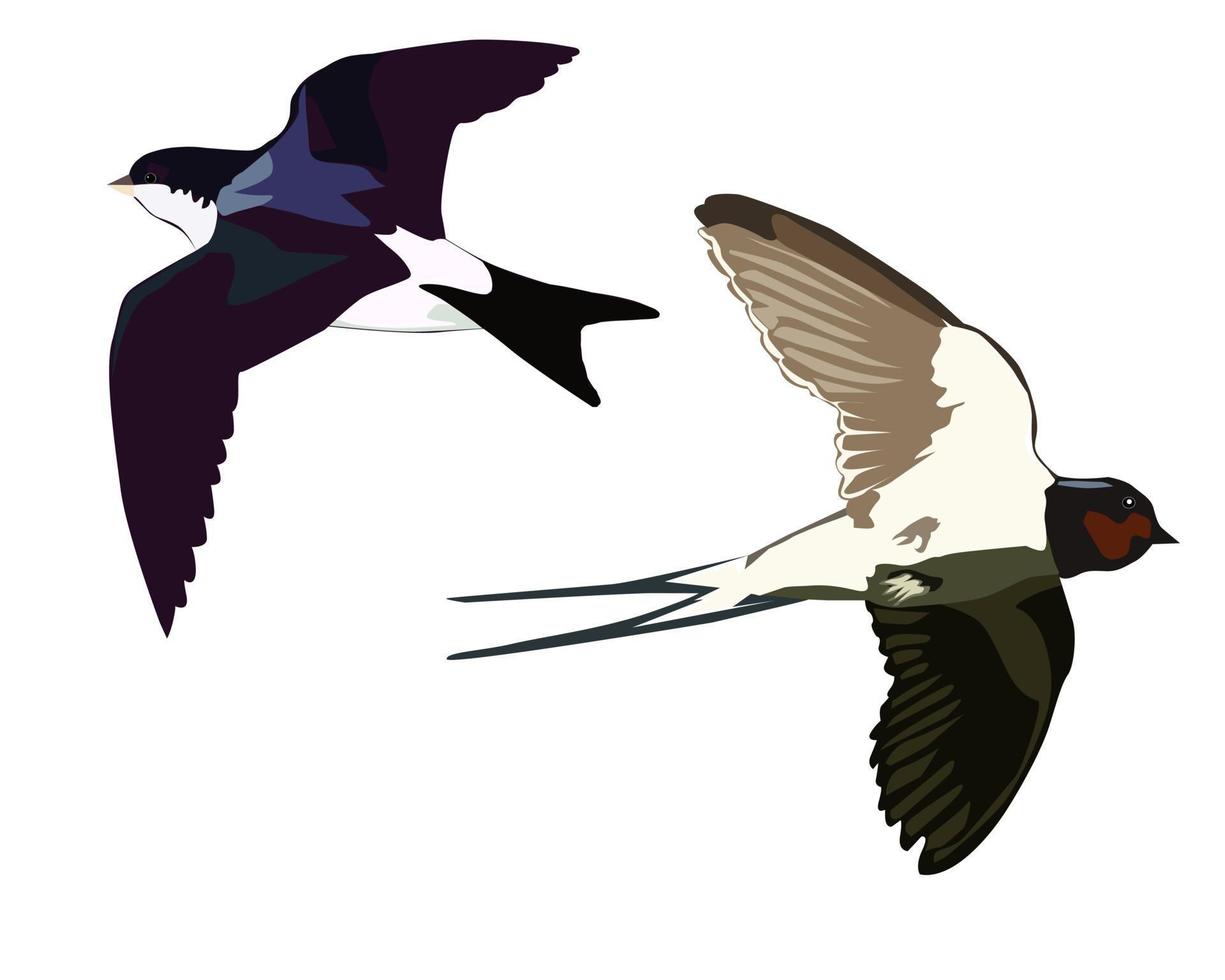 Flying swallows on a white background vector